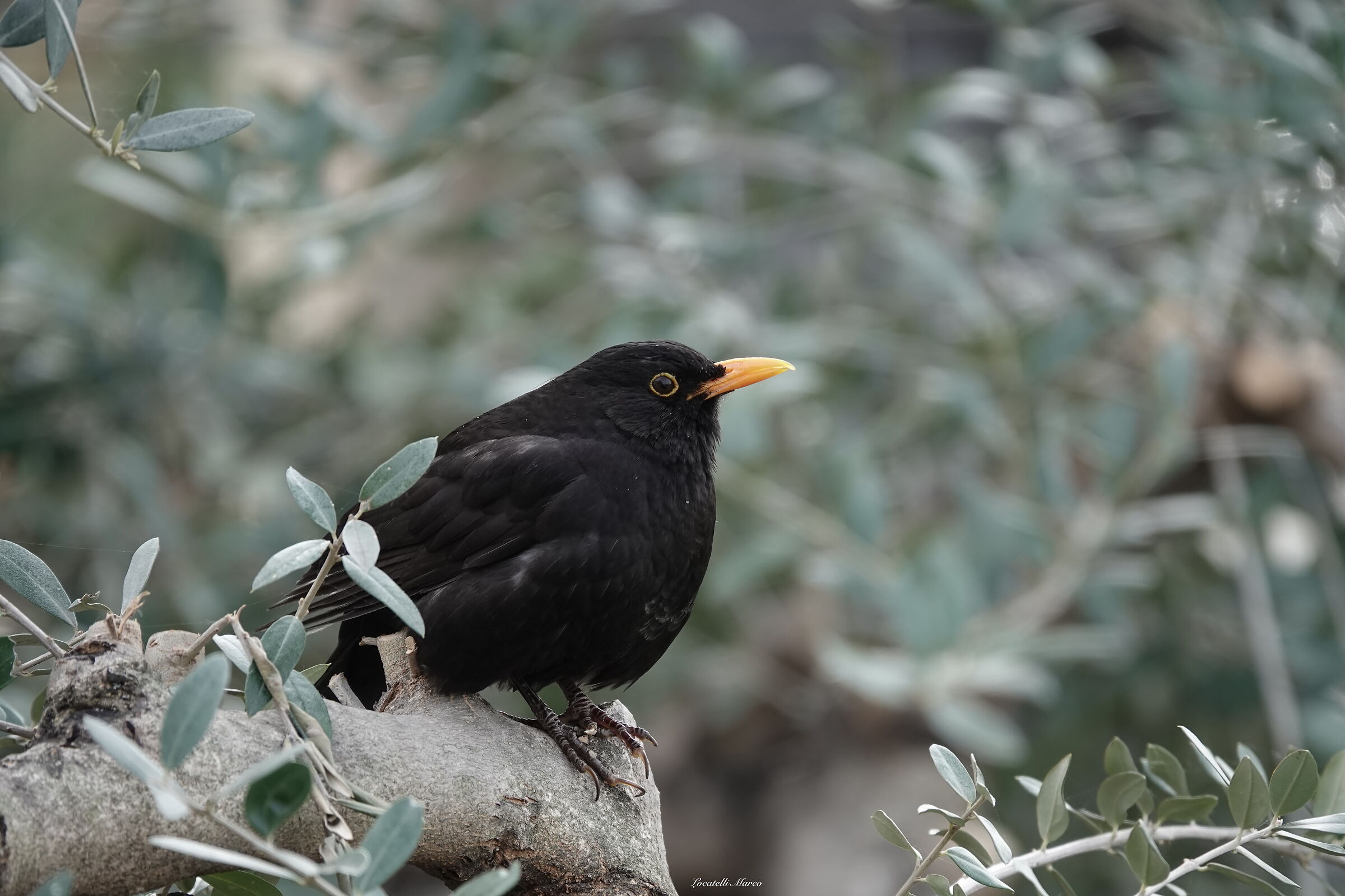 Blackbird
