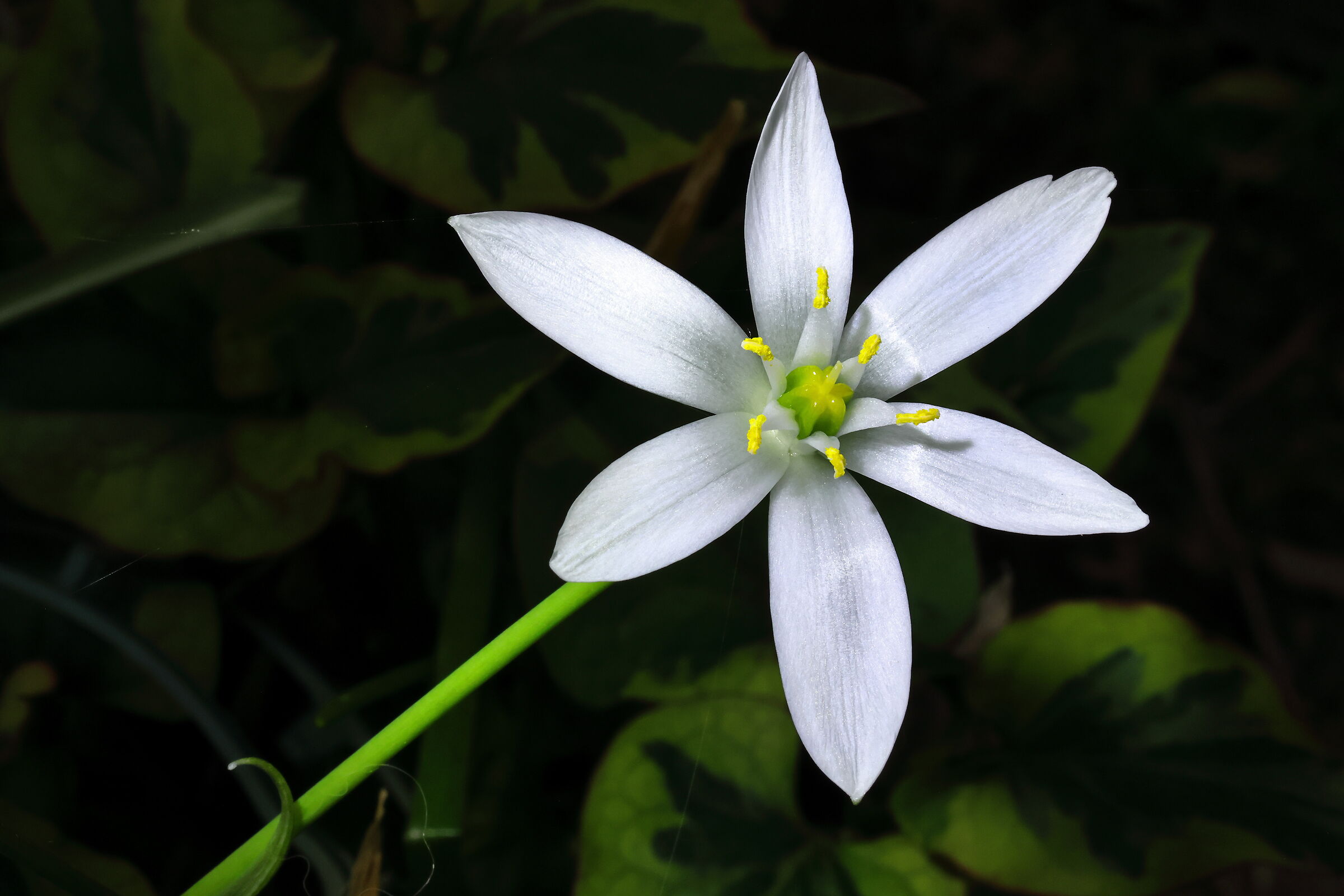 Star of Bethlehem