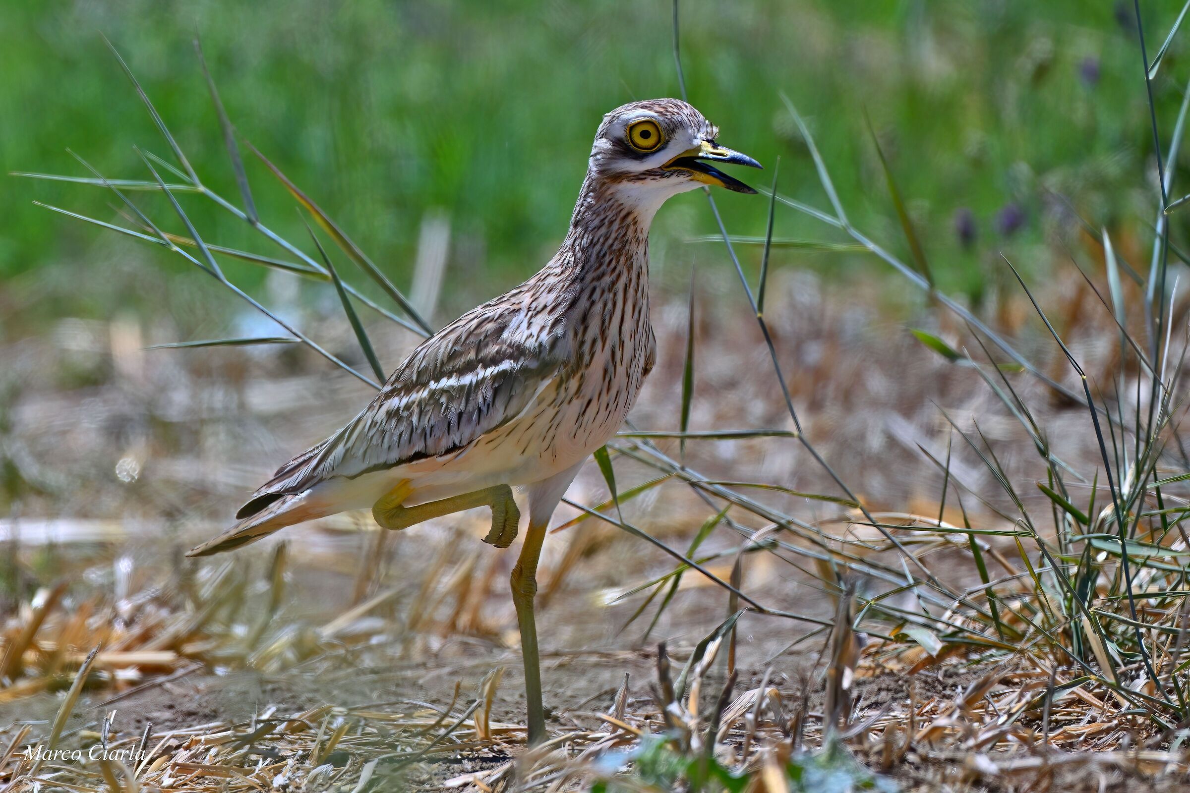 Occhione (Burhinus oedicnemus)