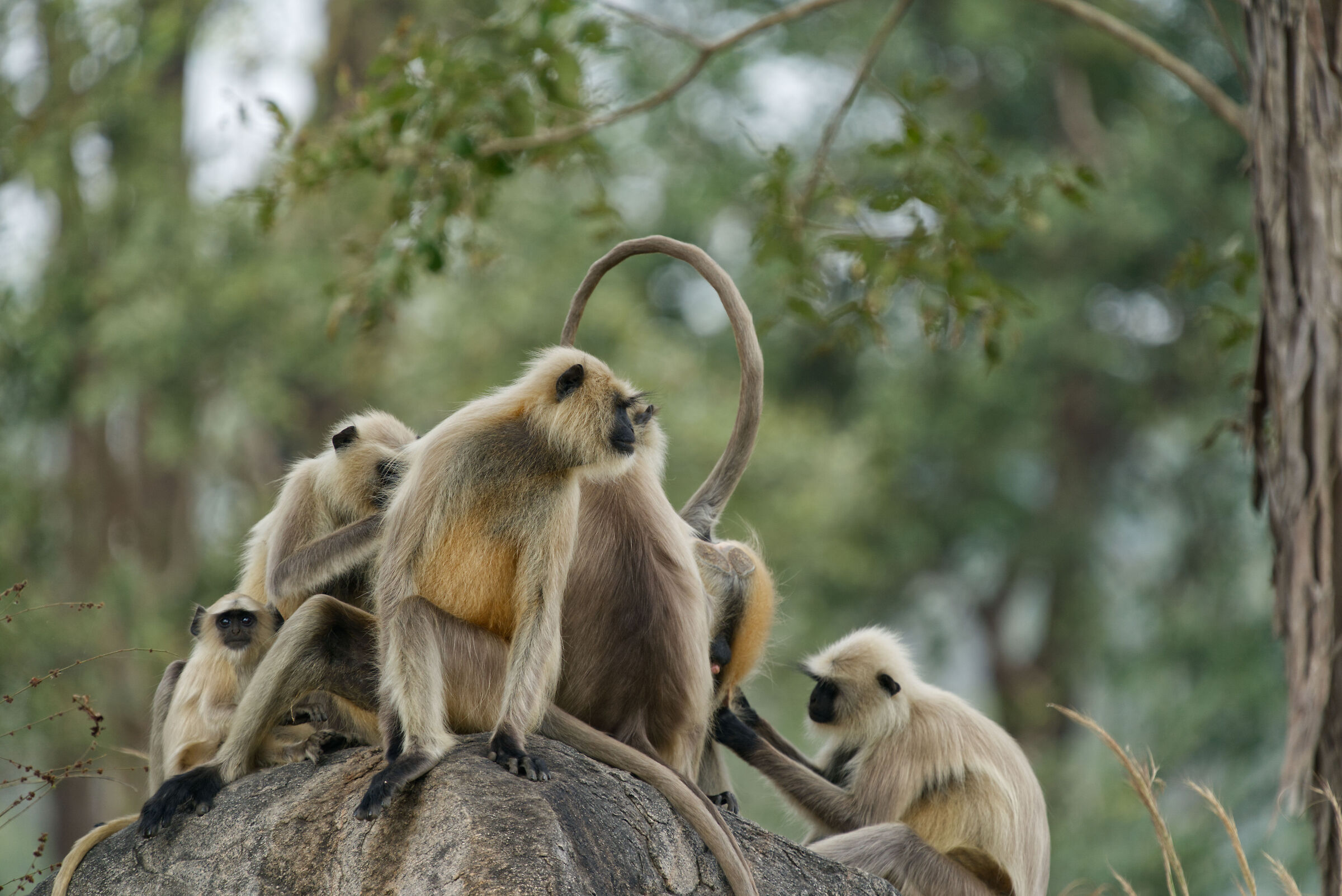 The family -  Pench n.p. India