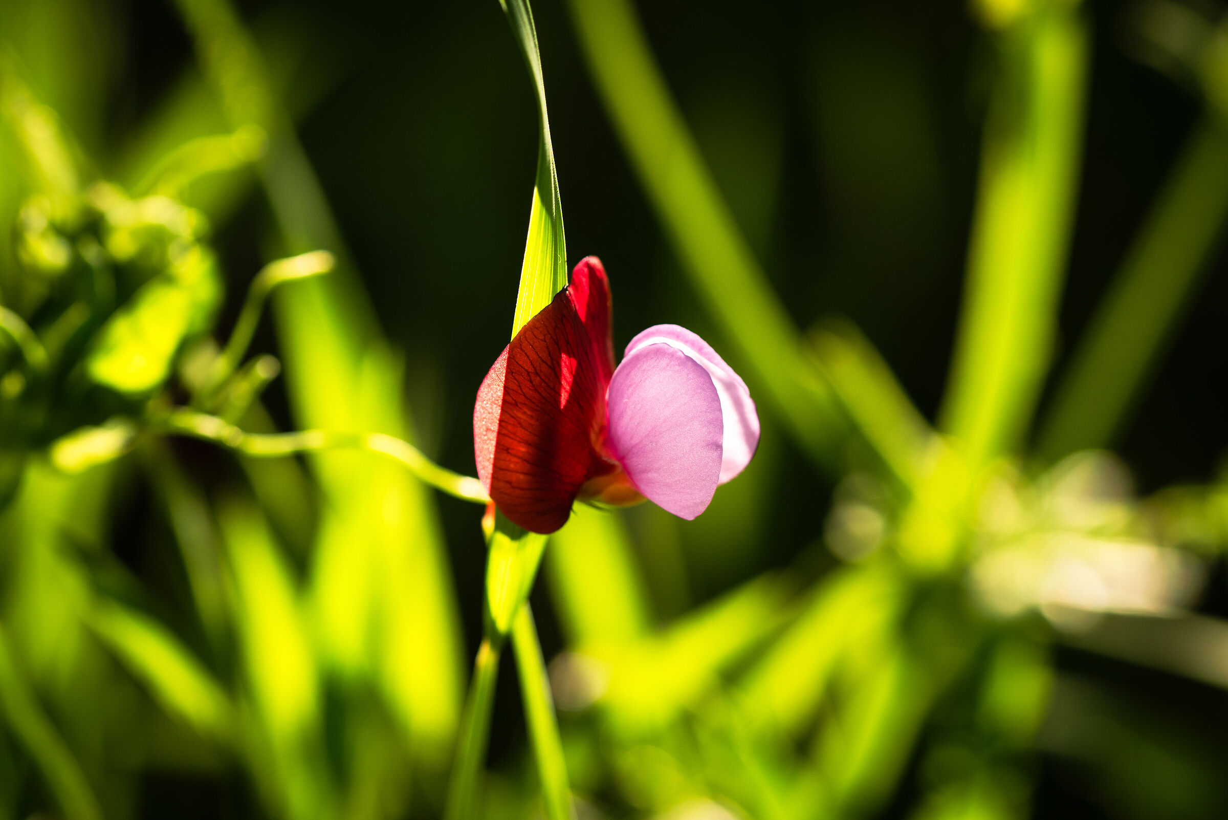 Fiore di campo
