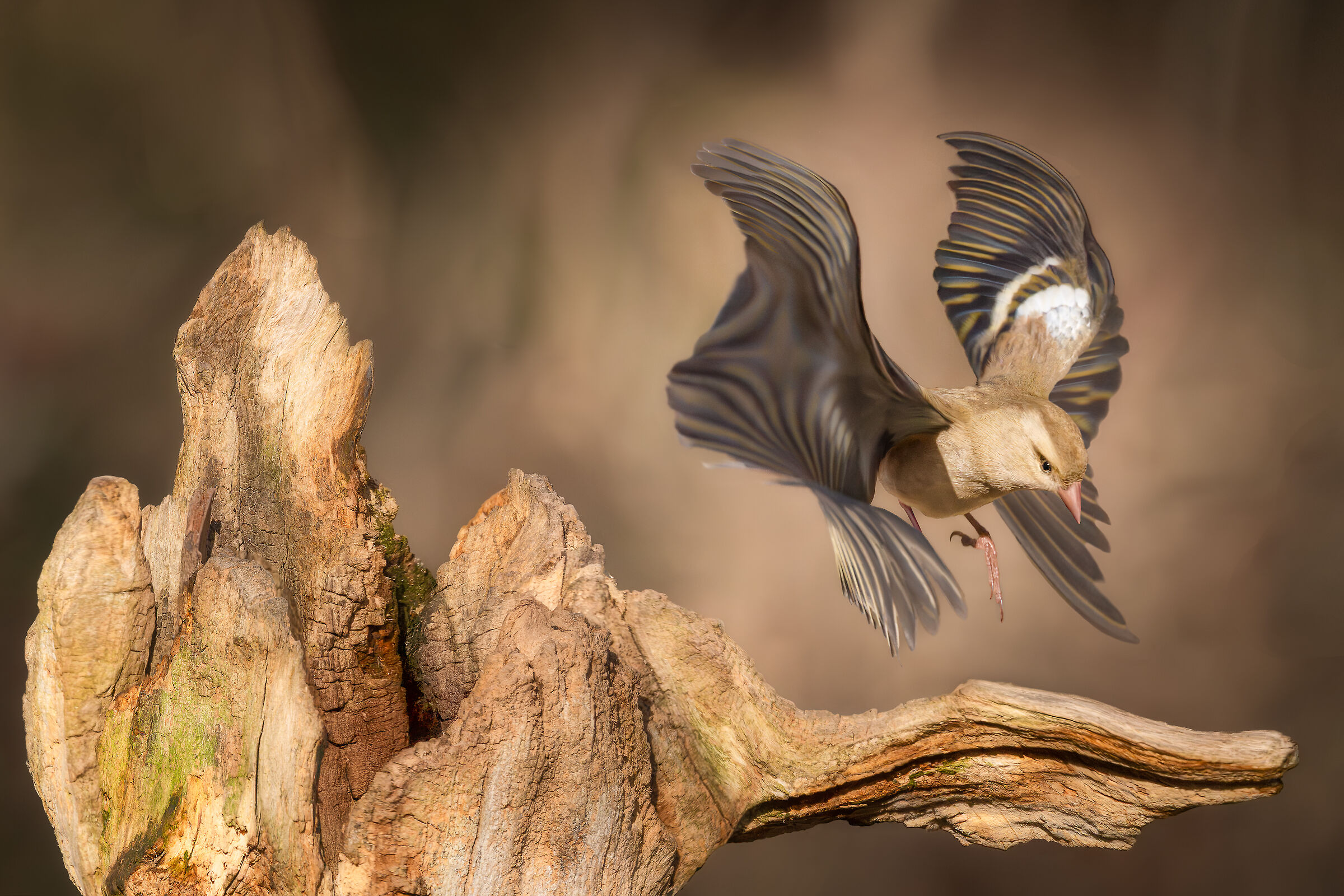 WWF oasis of Alviano