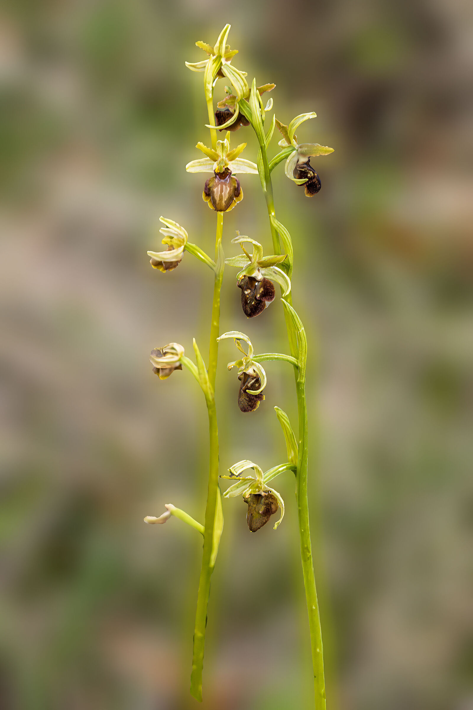 Ophrys sphegodes