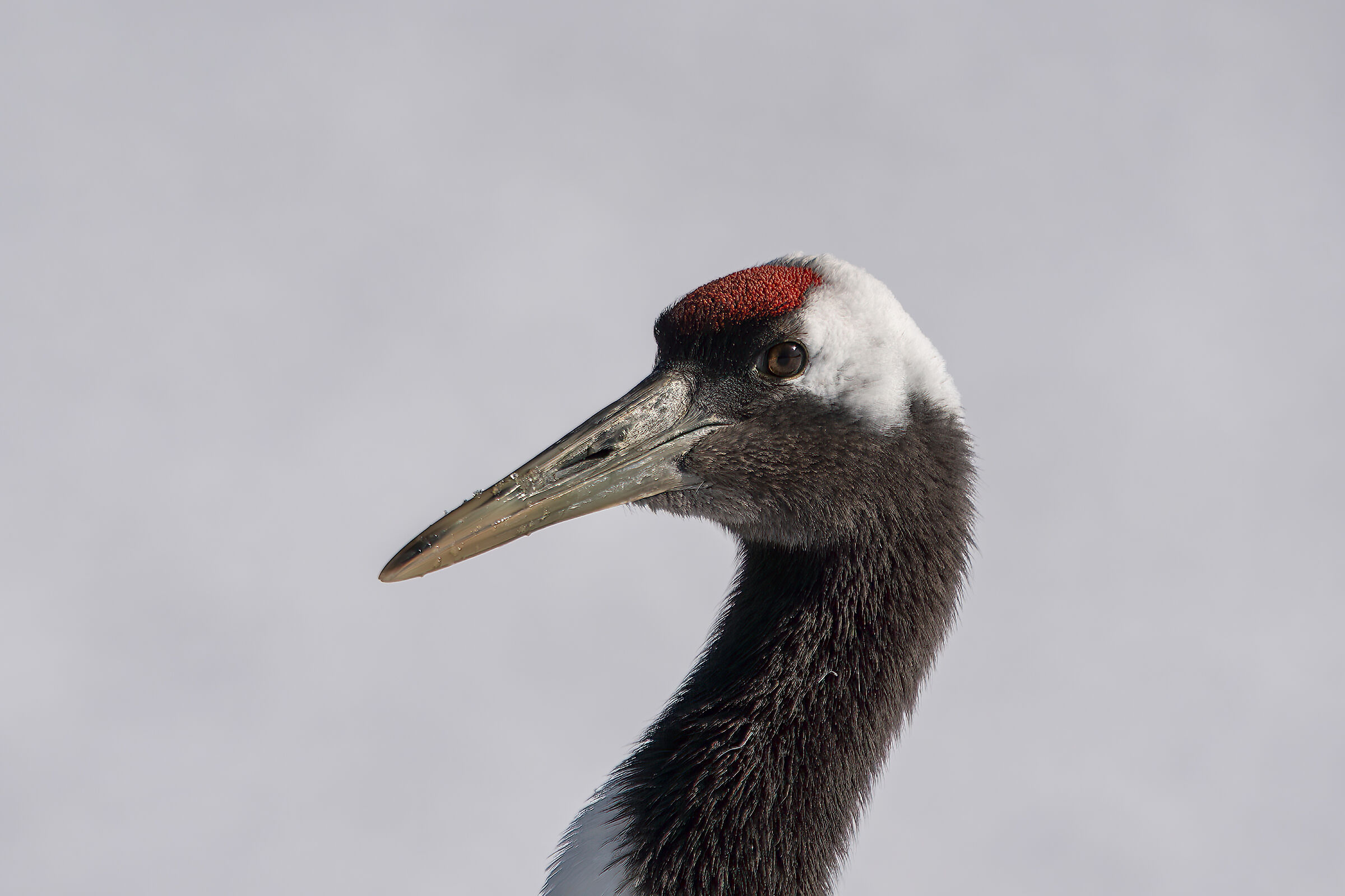 Crane Head