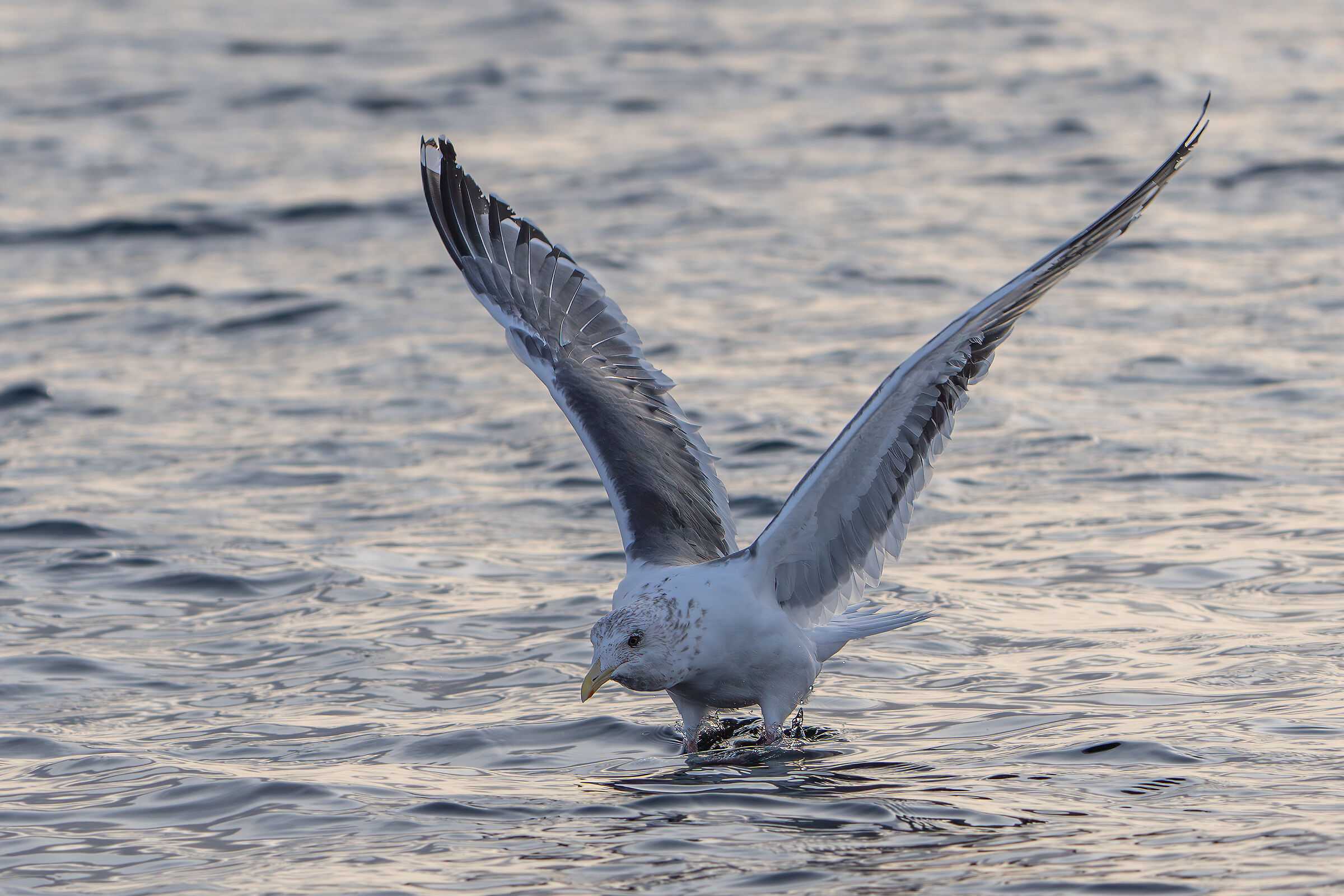 Seagull