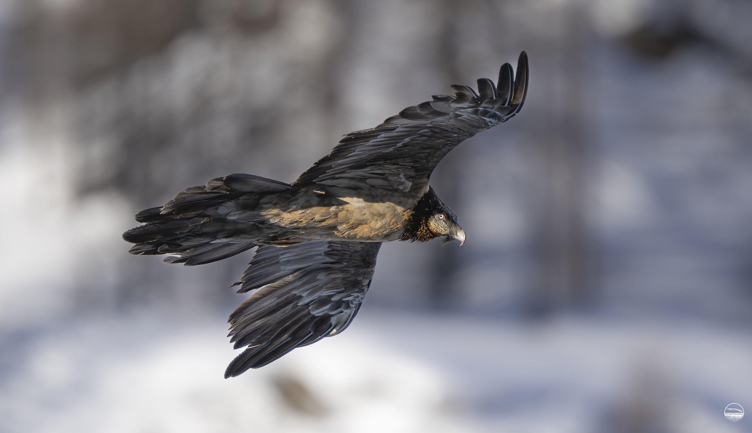 Patrol of the young bearded vulture