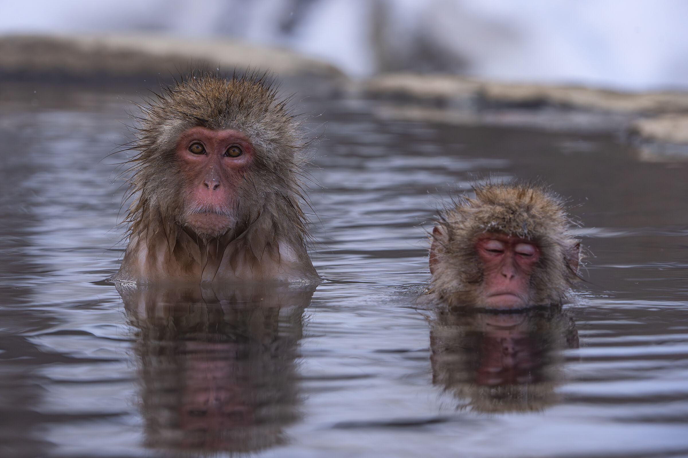 Macaques in the bath (hot)