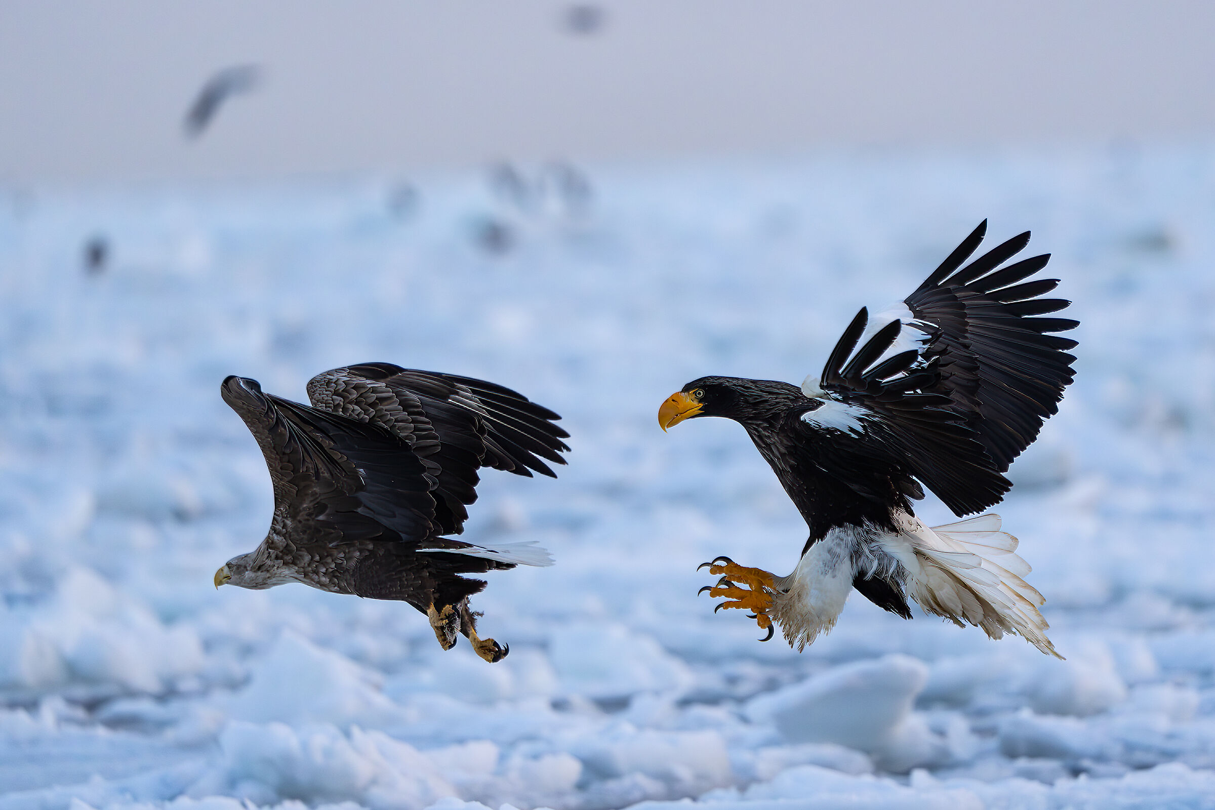 Skirmishes between eagles