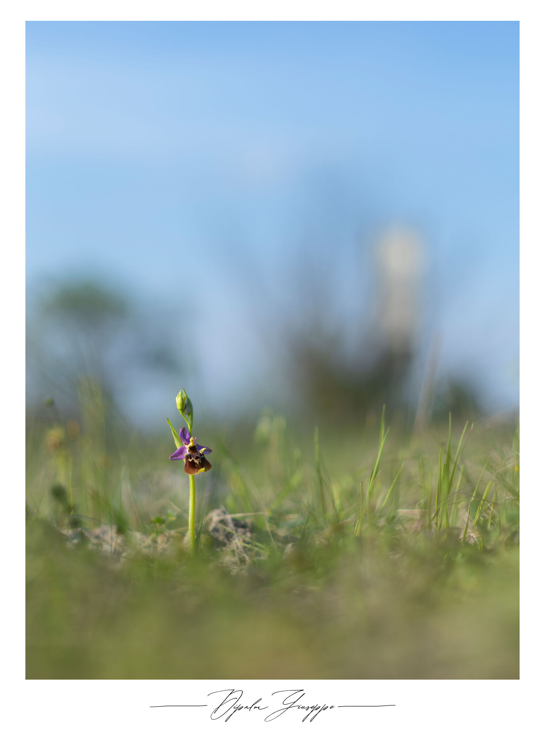 Ophrys holosericea subsp. apulica