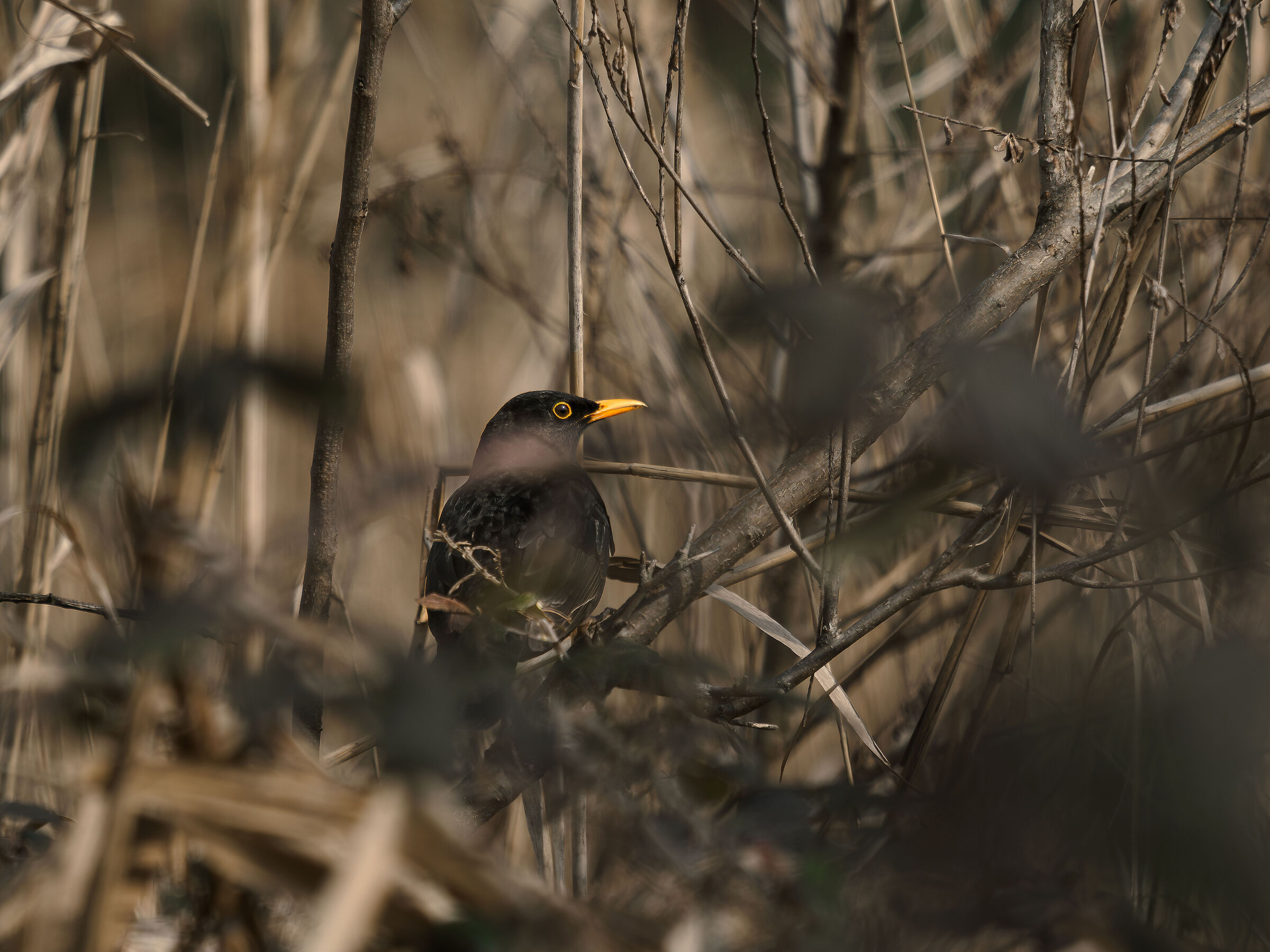 Common blackbird