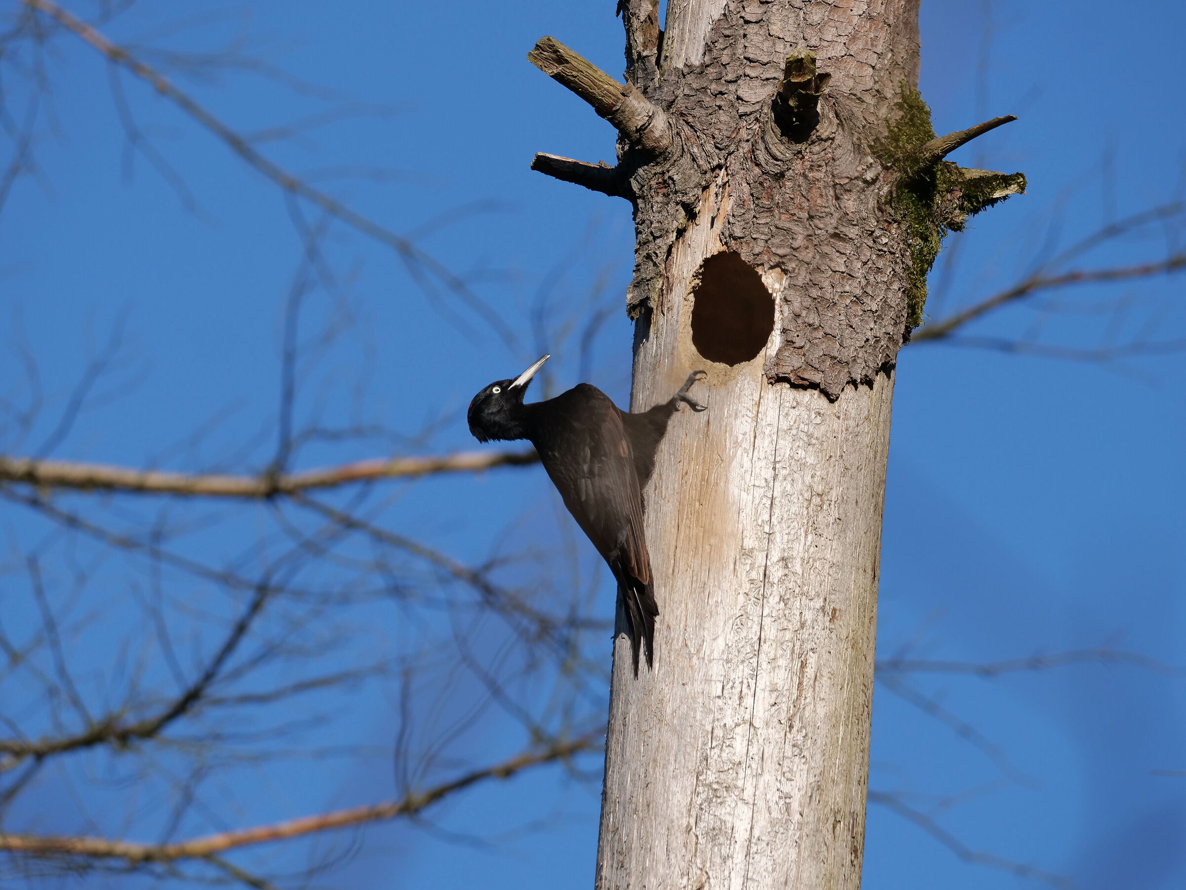 Black woodpecker on alert