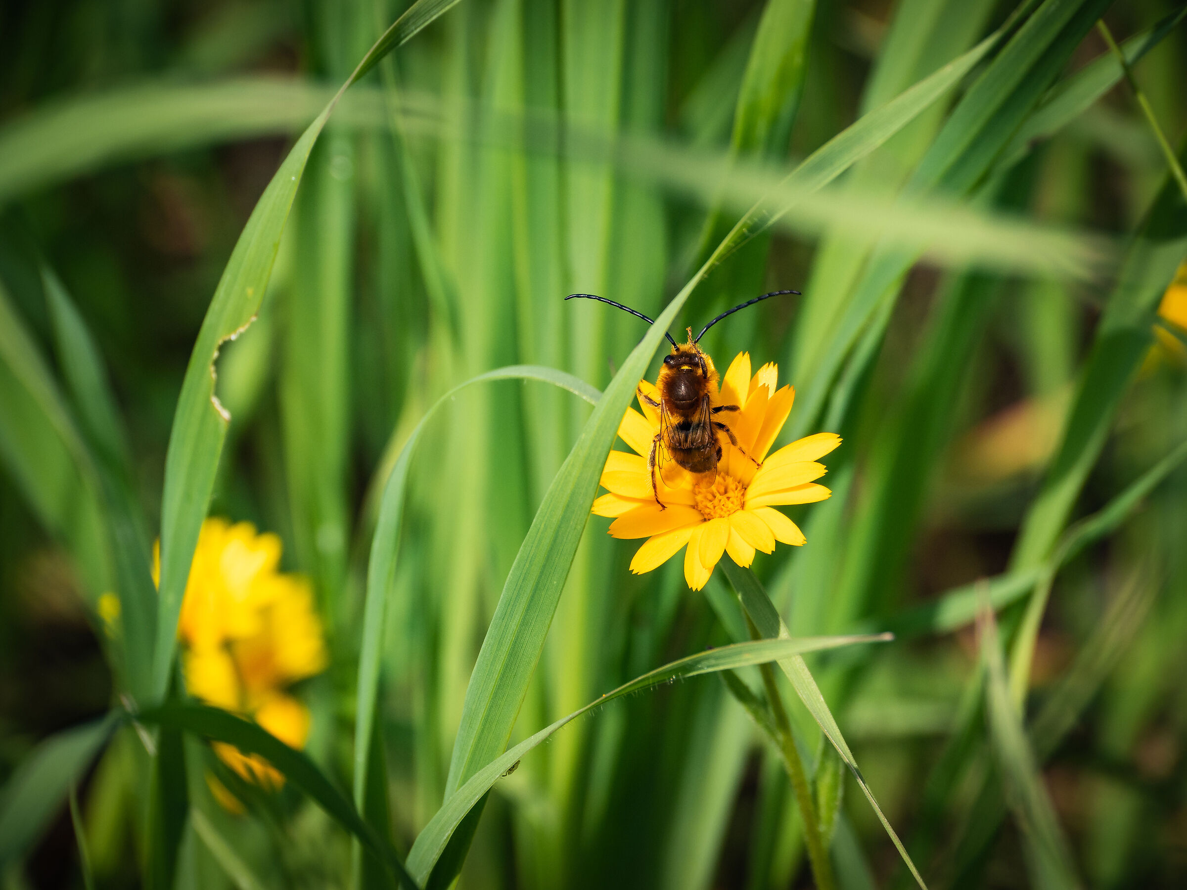 Bee Happy!