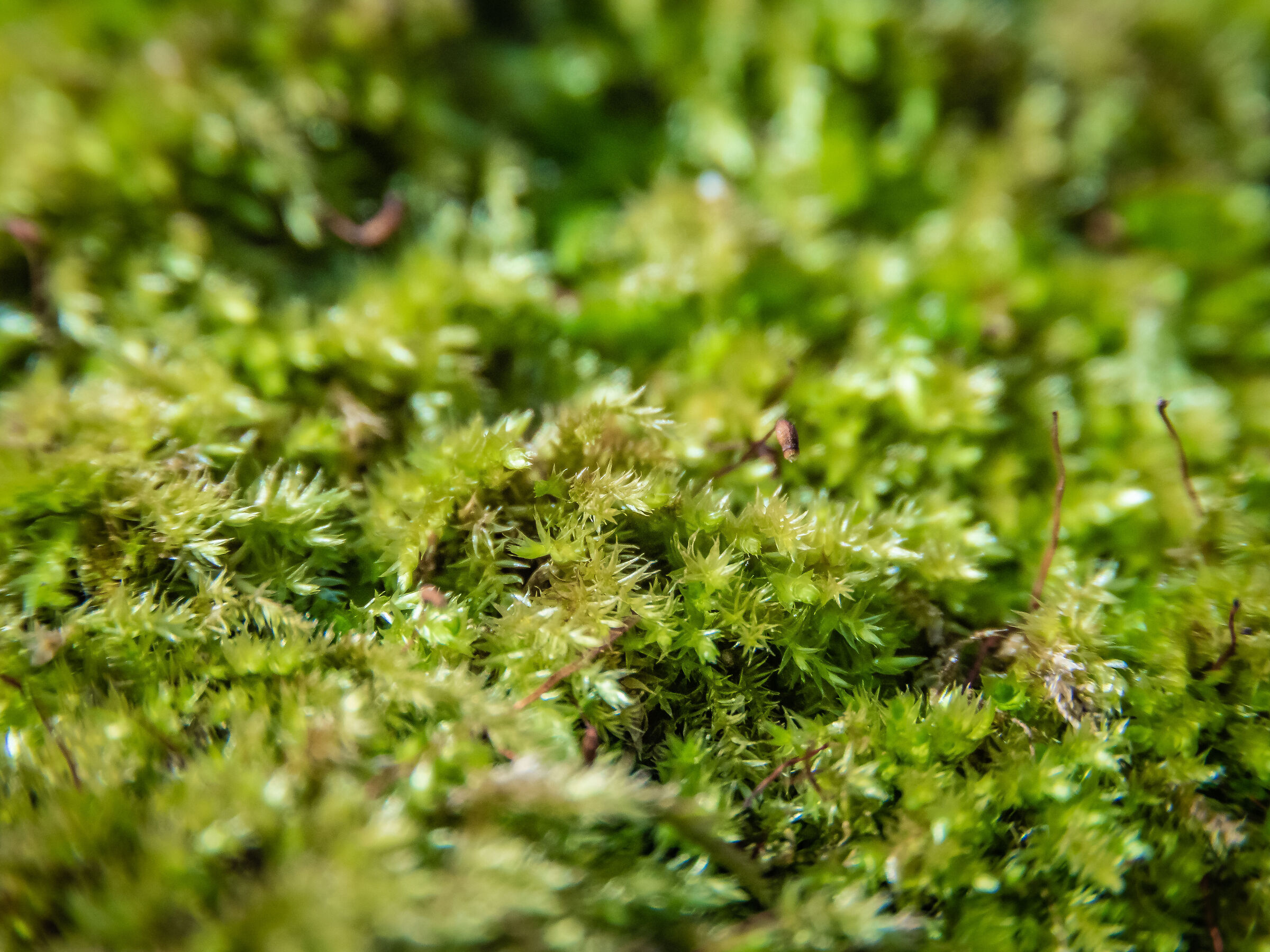 Moss