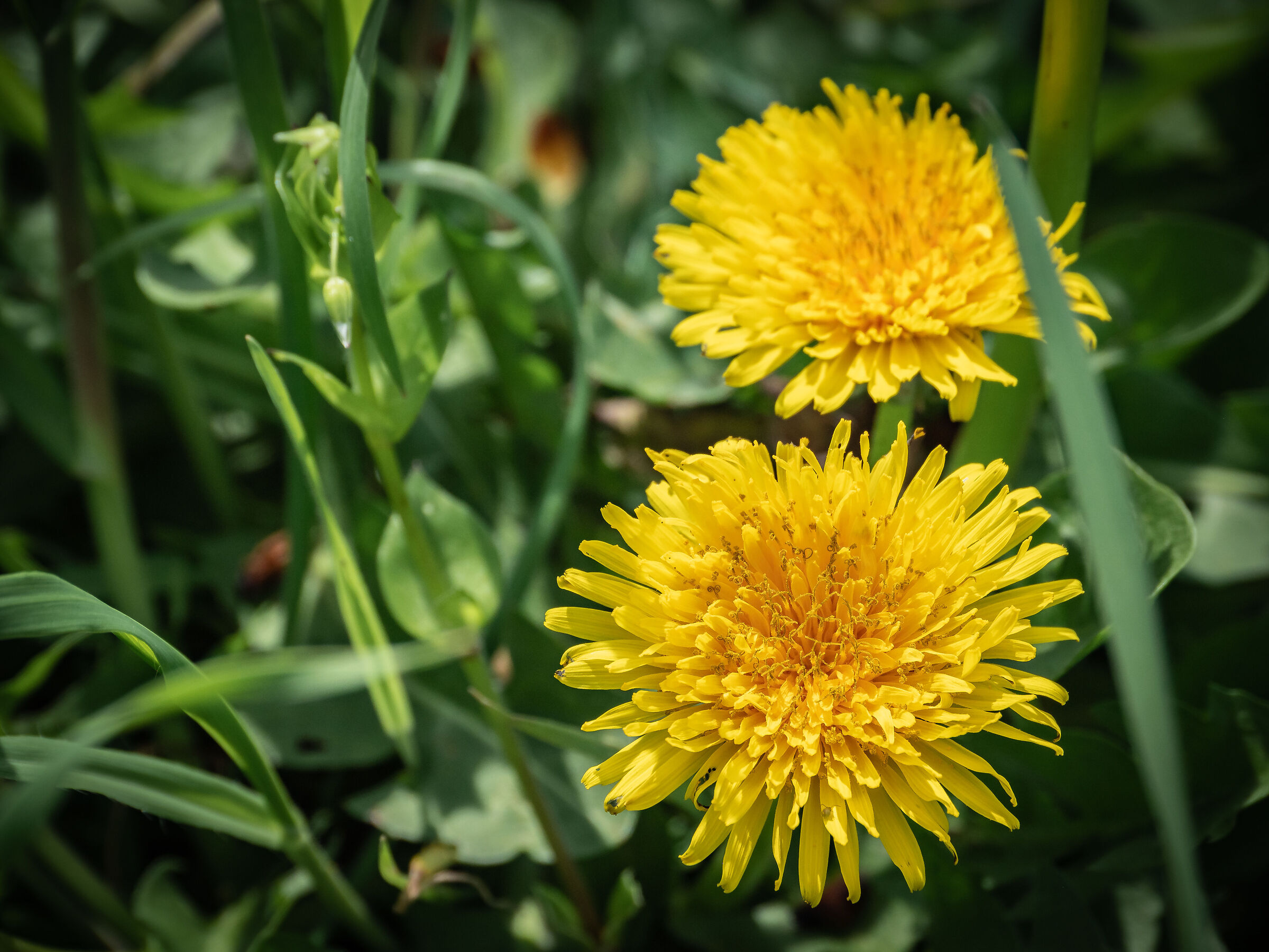Dandelion