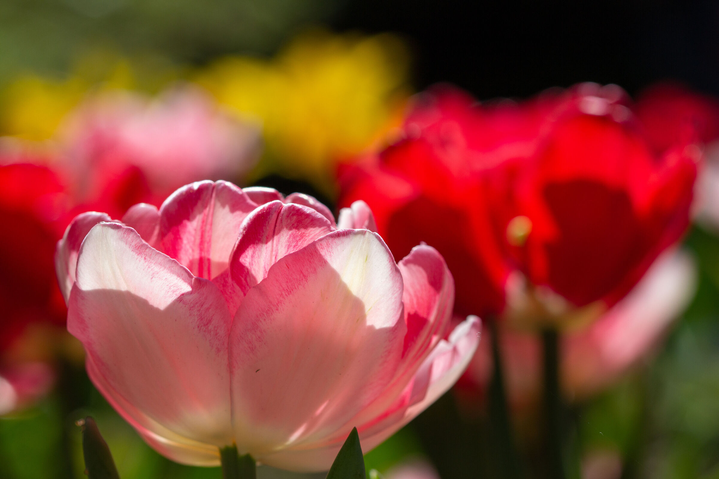 Sotto il sole di Verbania