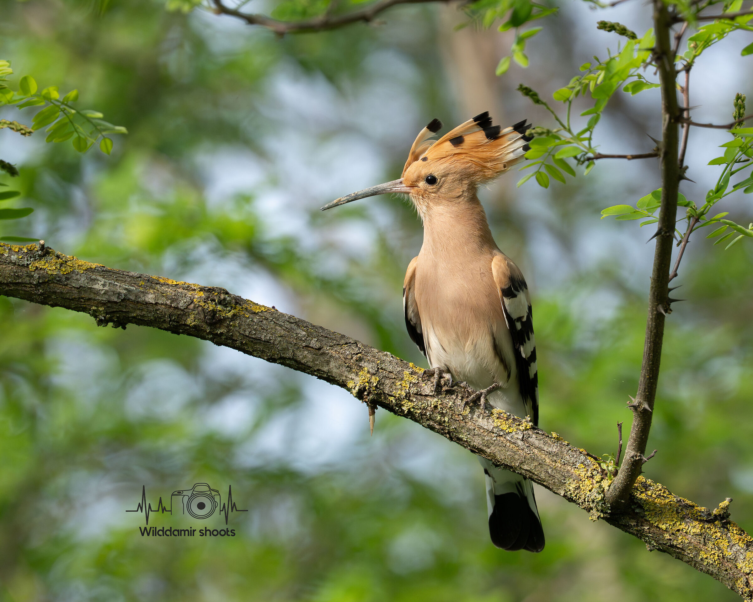 Hoopoe