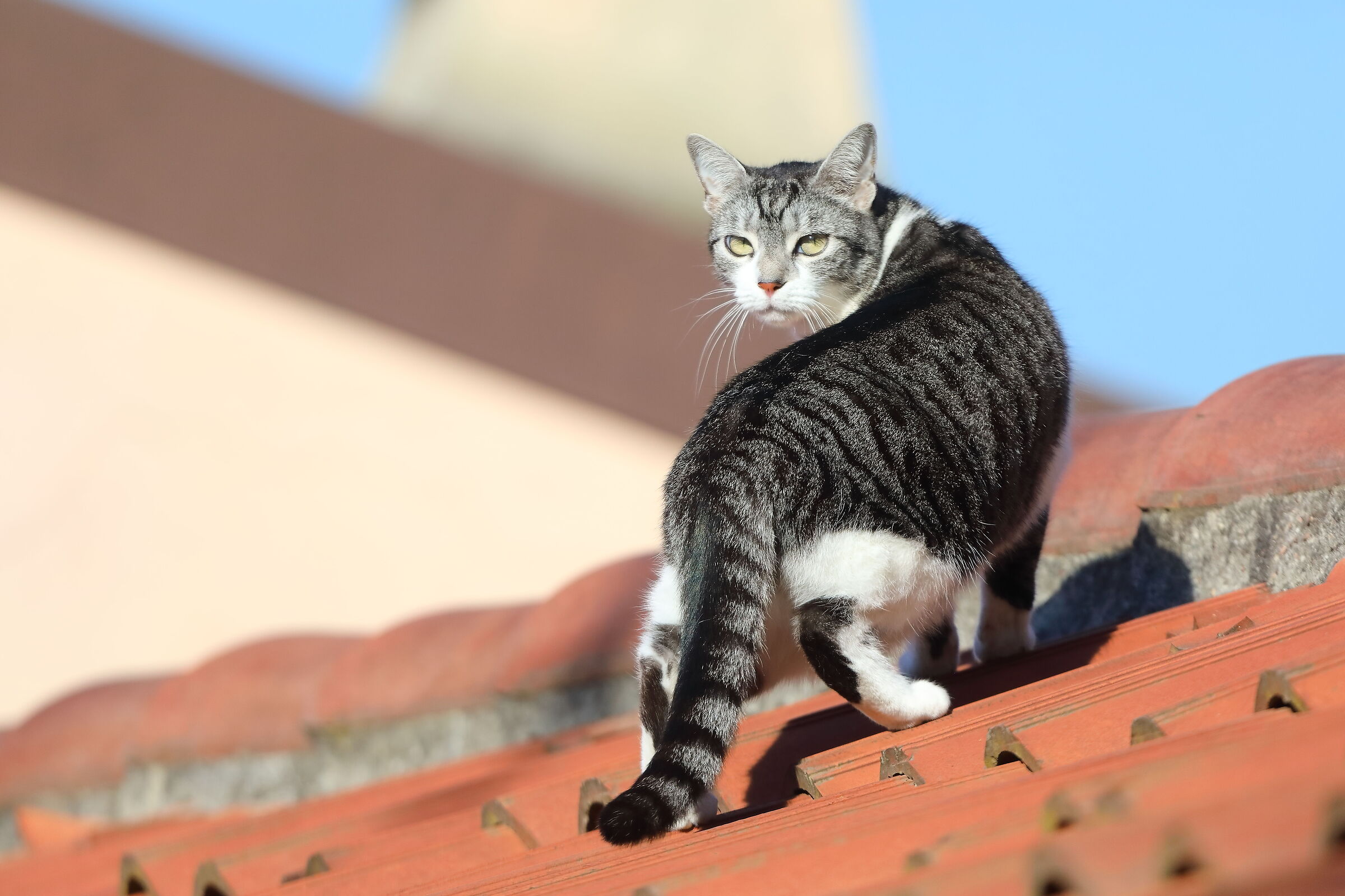 Kira 08 aprile 2026 - 0002