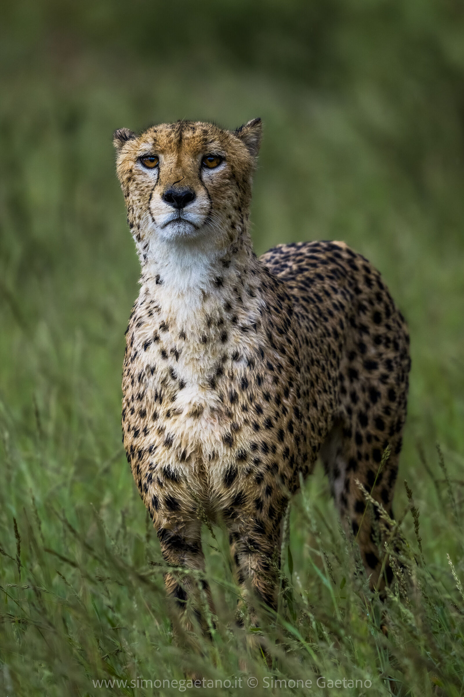 Cheetah