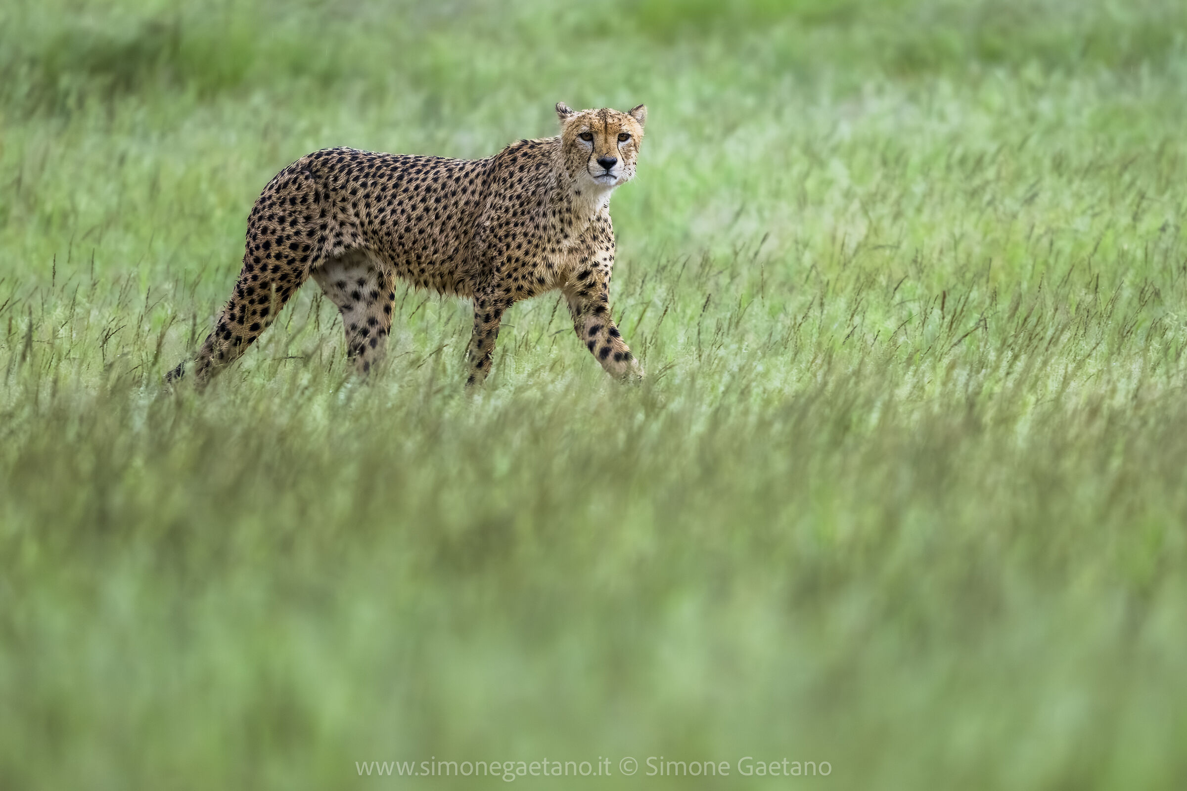 Cheetah