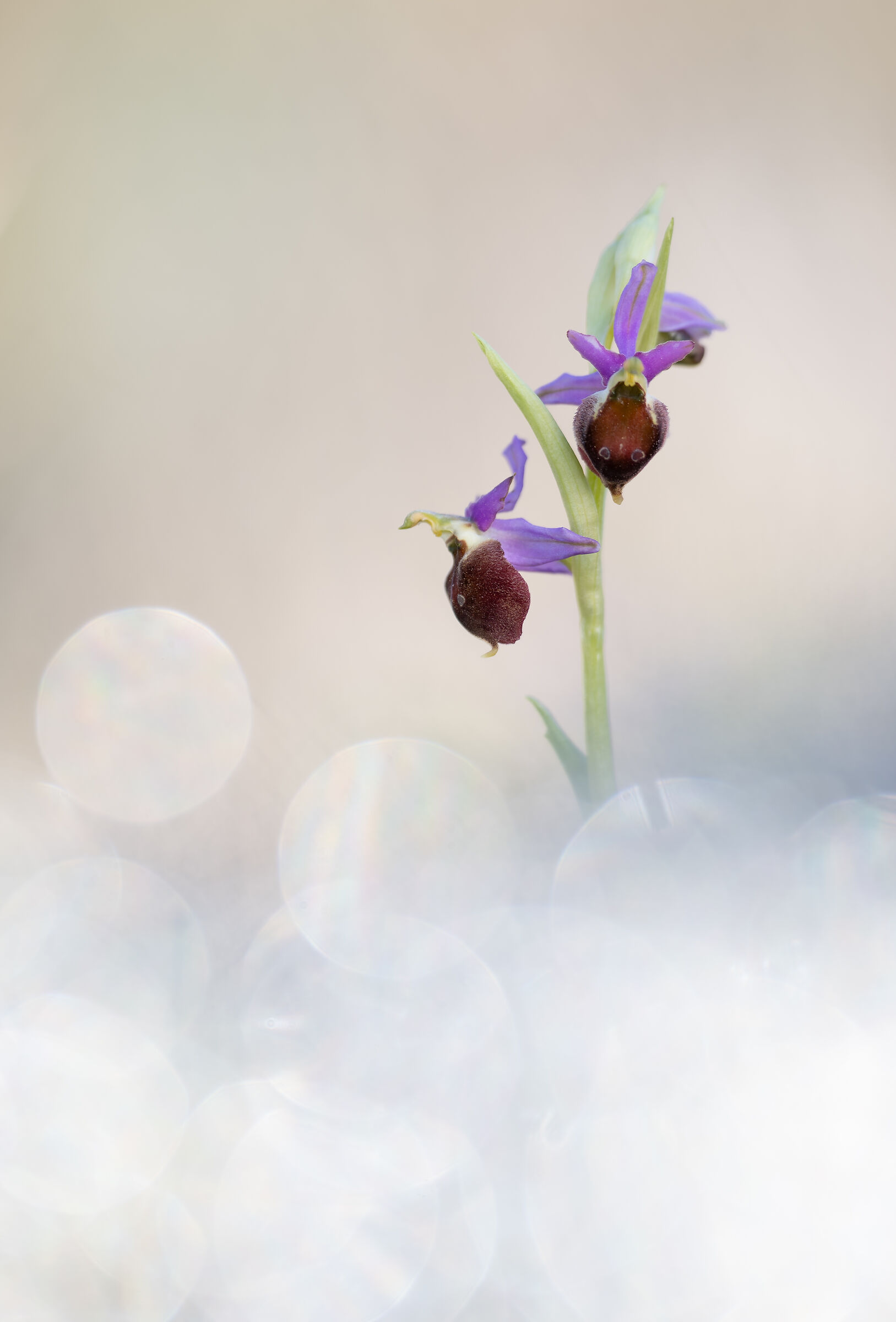 Ophrys crabronifera