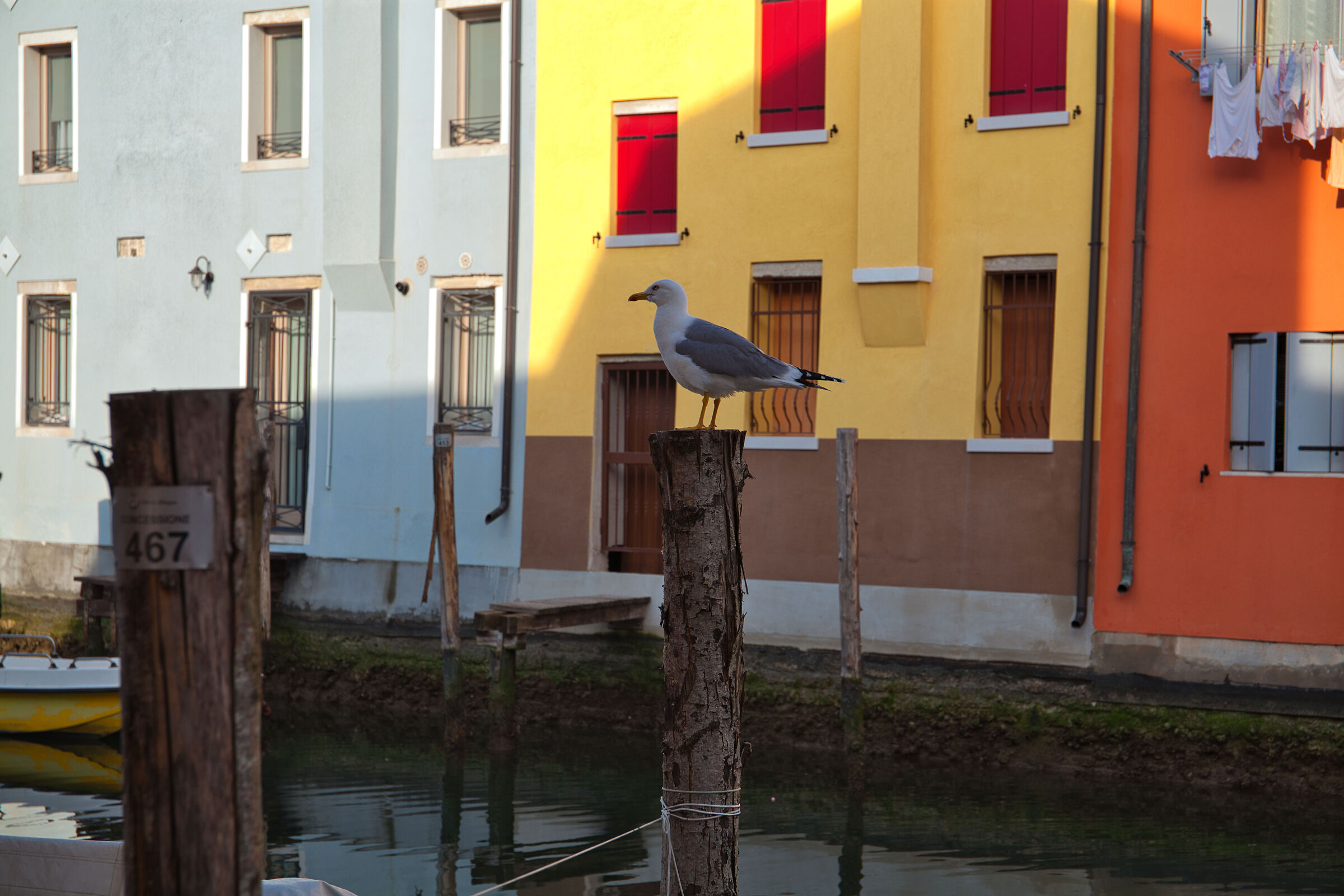 Chioggia - The mayor