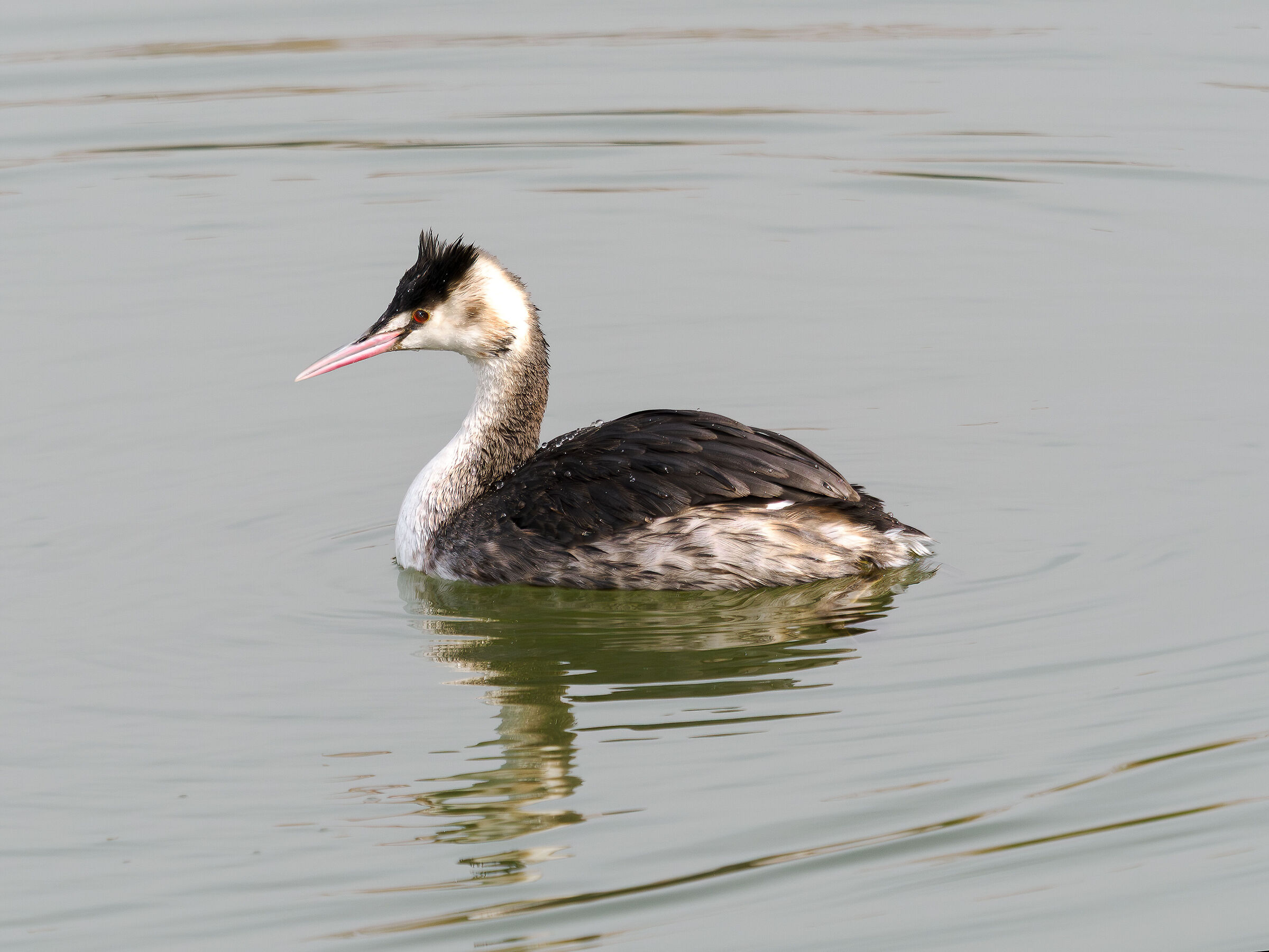 Great crested grebe