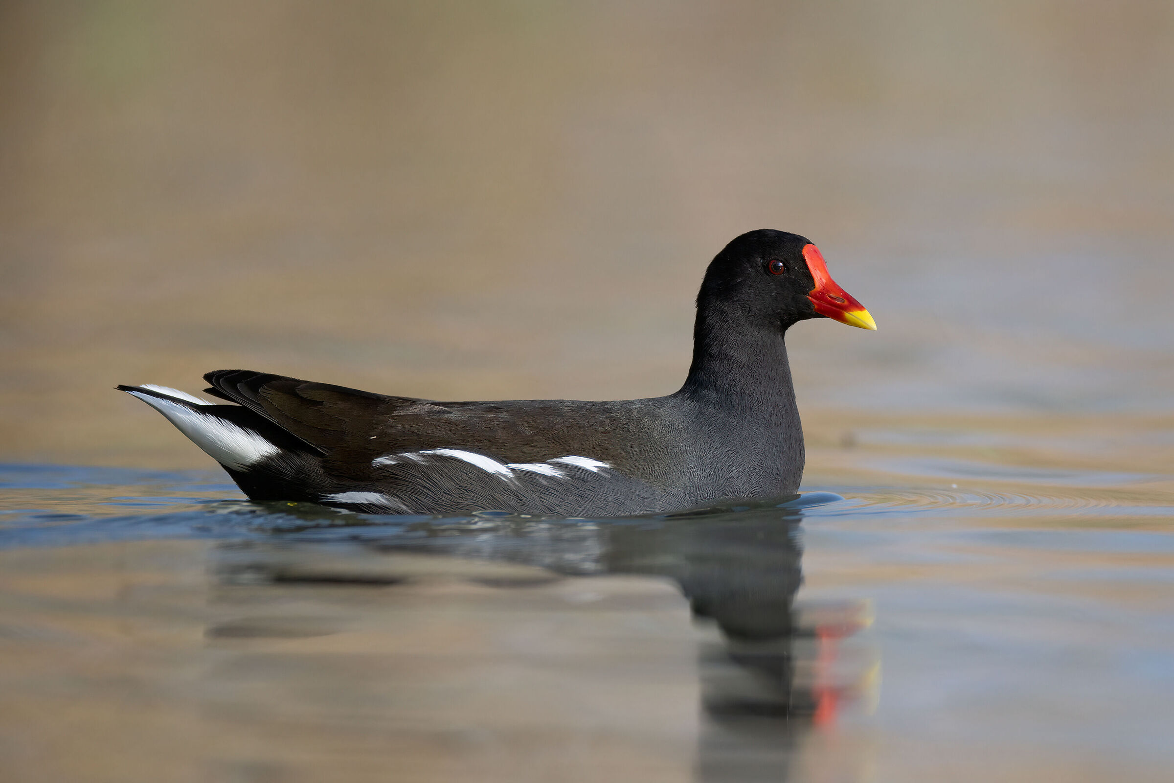 Gallinella d'acqua