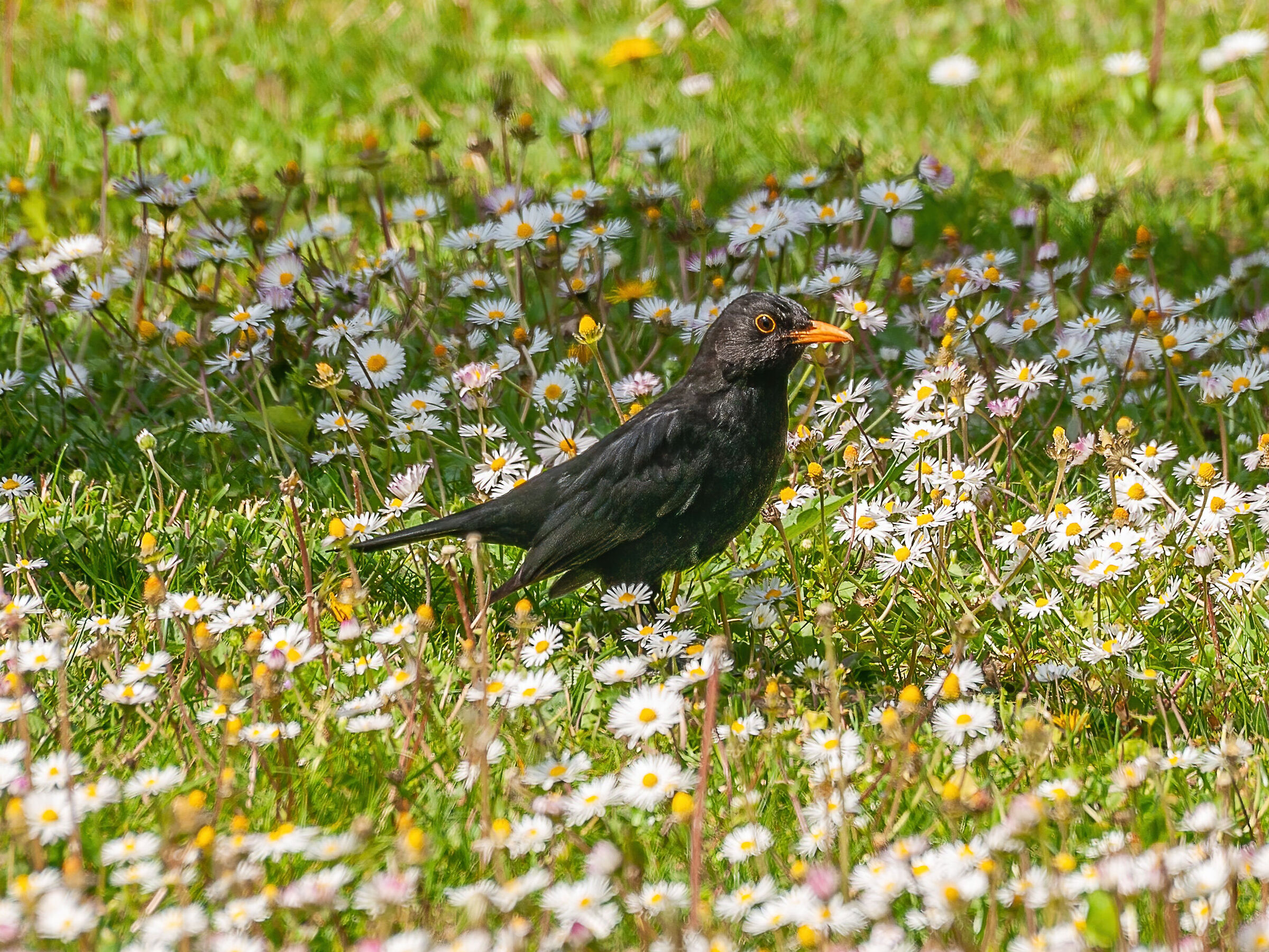 Home garden - Blackbird