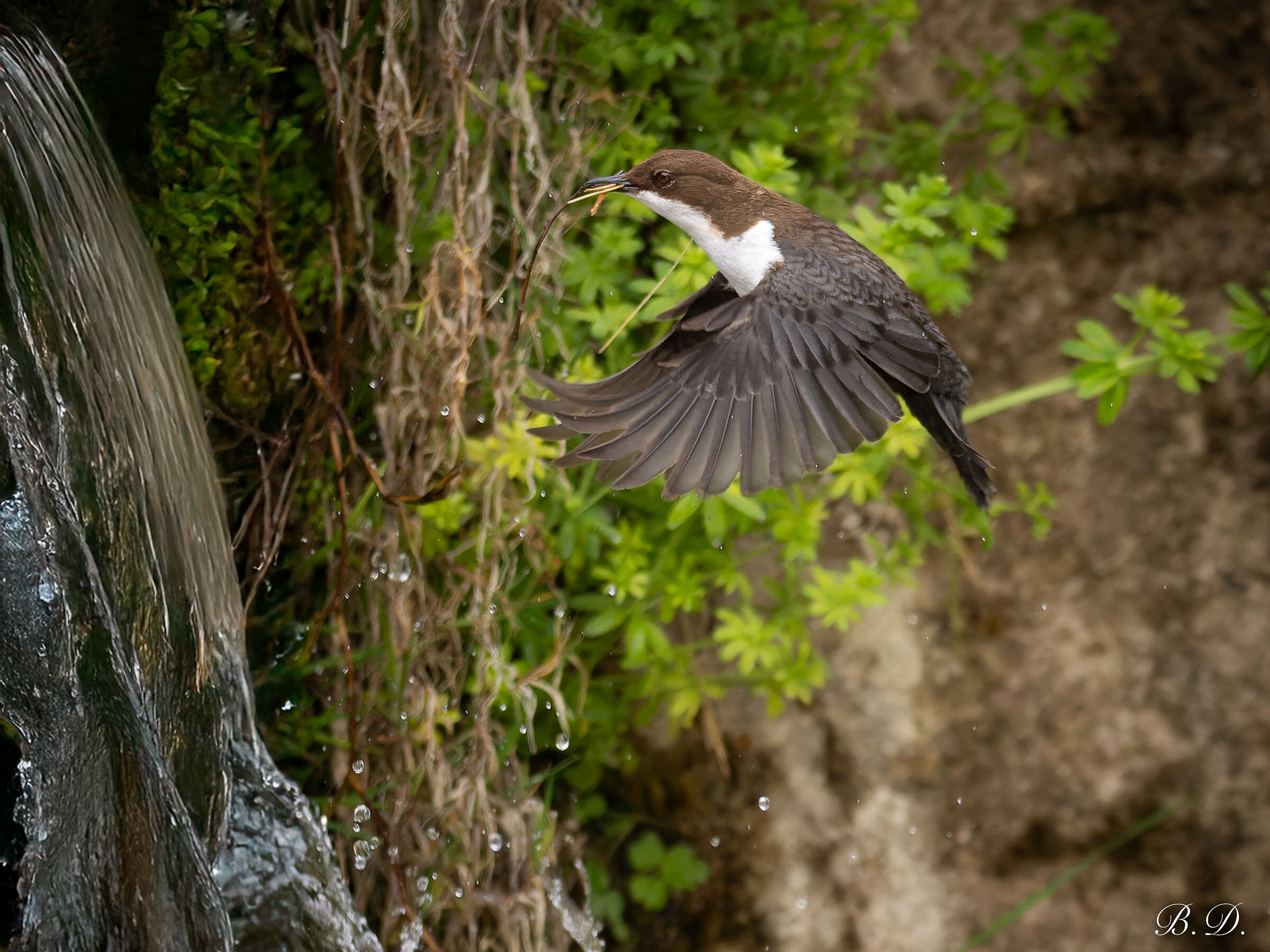 Cinclus cinclus (Dipper)