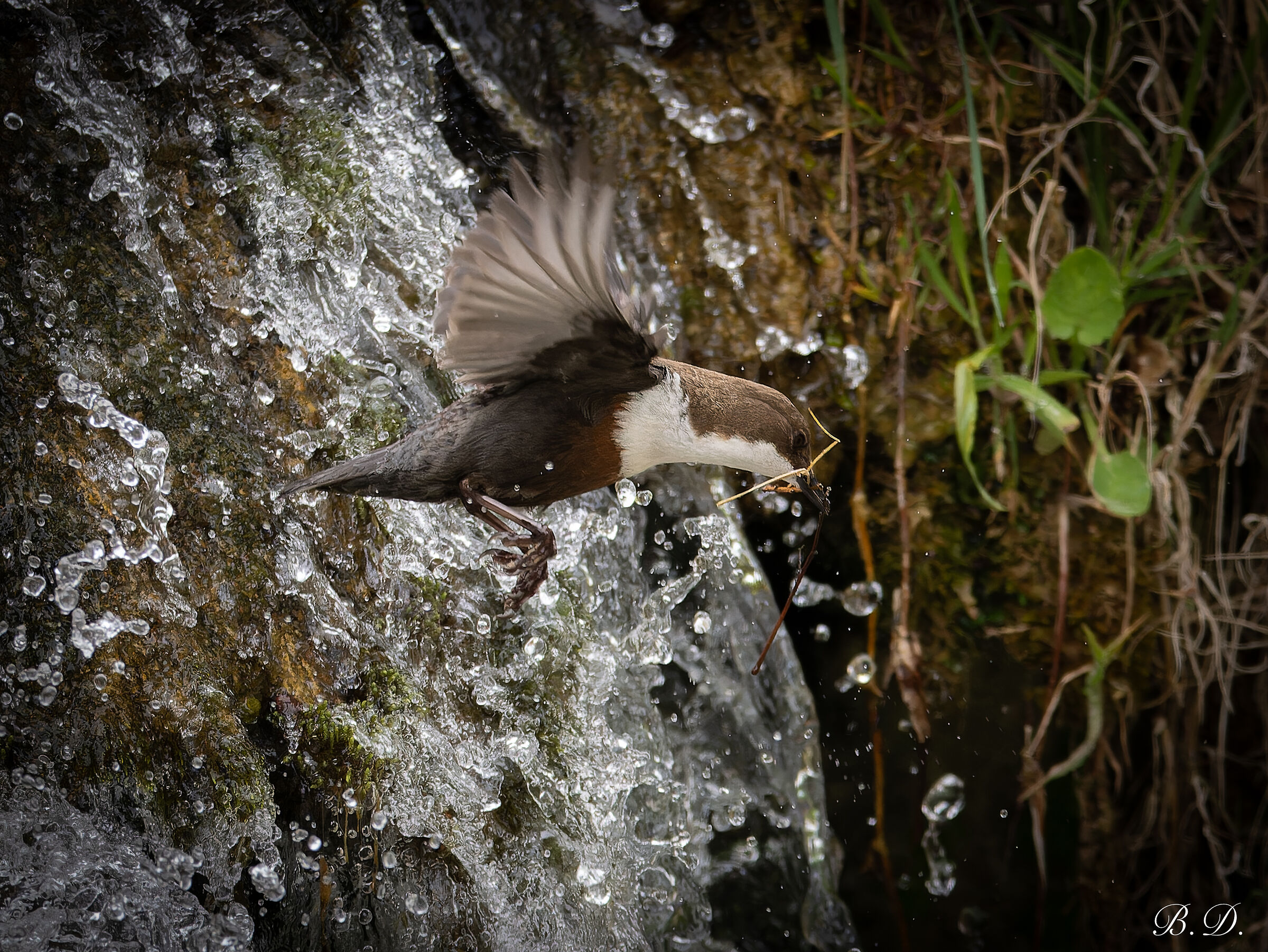 Cinclus cinclus (Dipper)