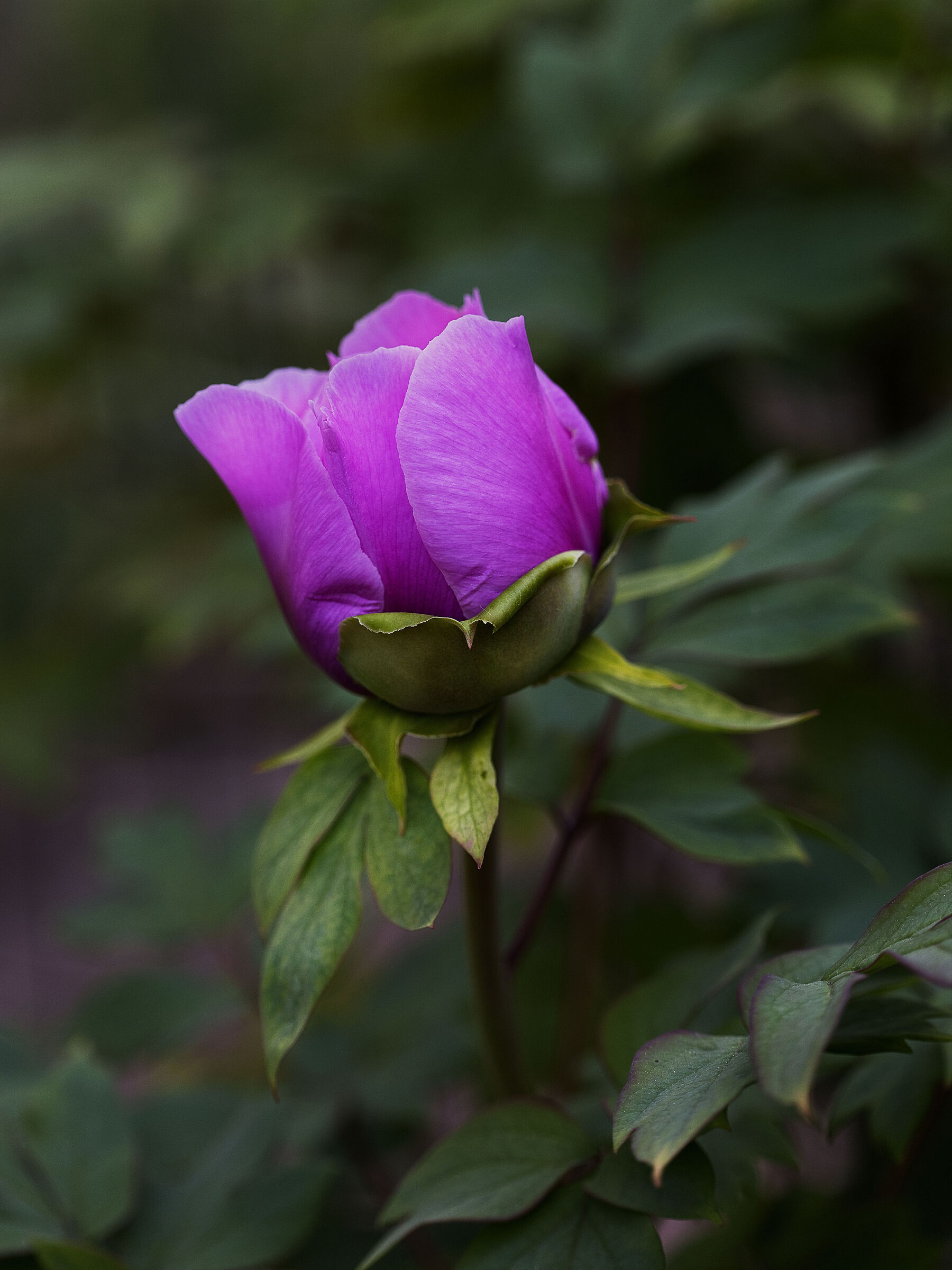 The flowers in my garden