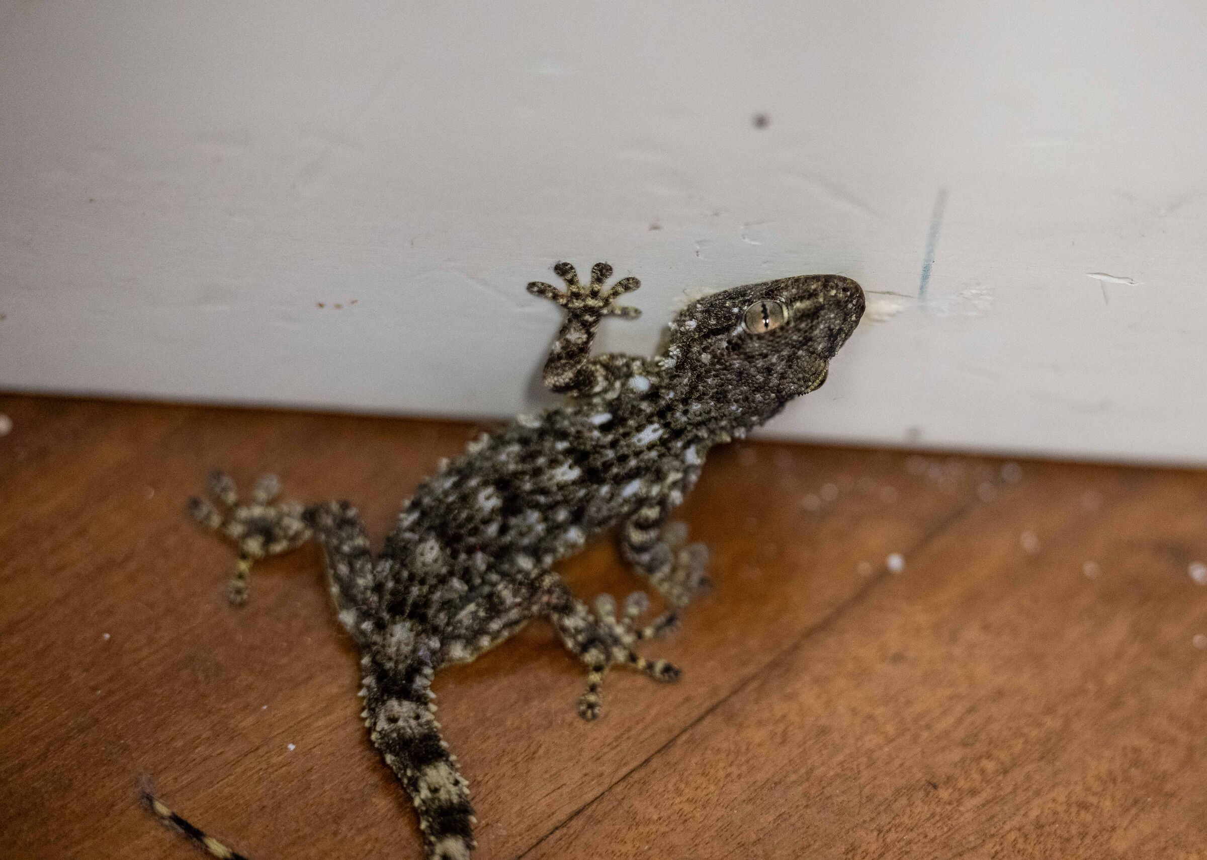 Il mio drago libero in casa