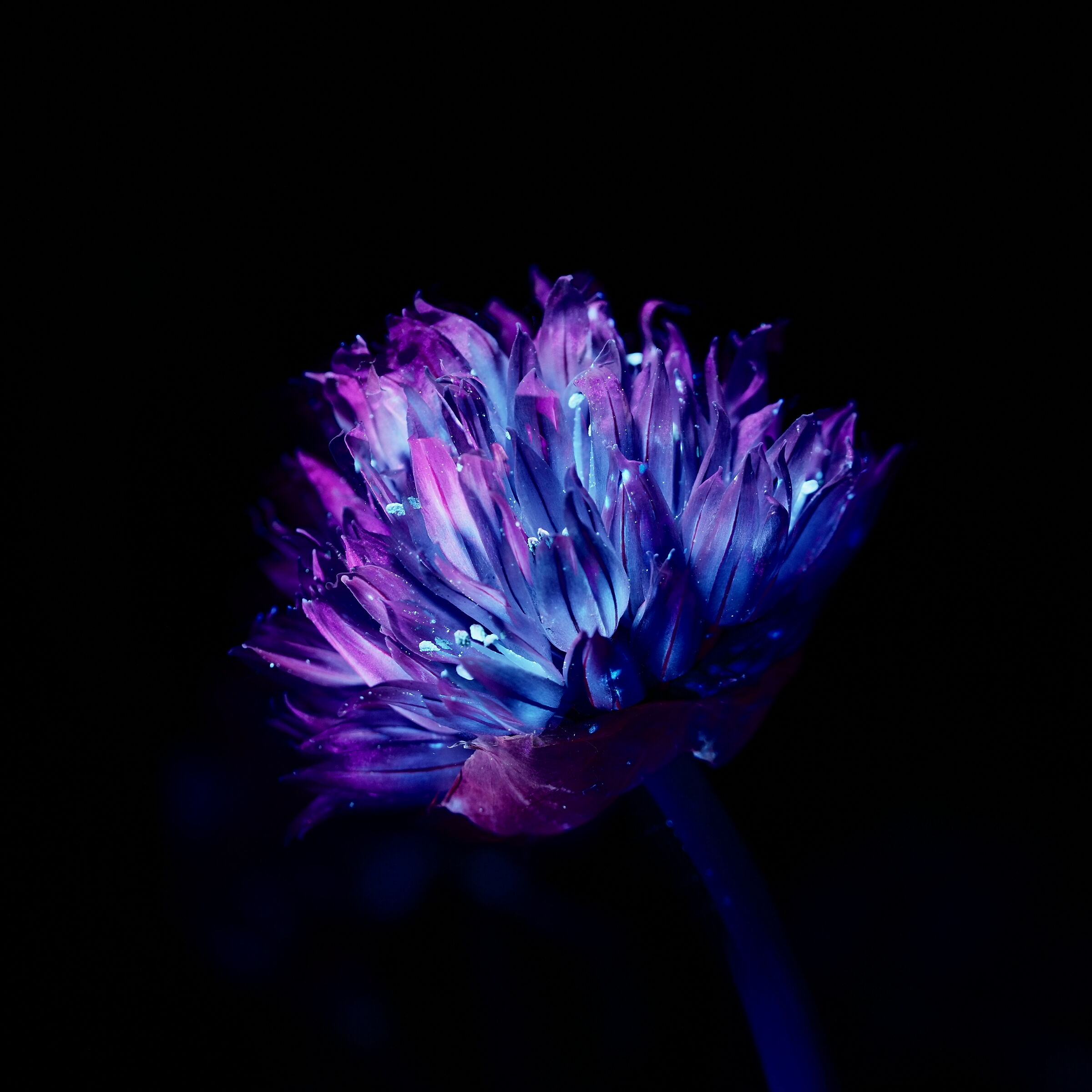 Chives - Allium schoenoprasum