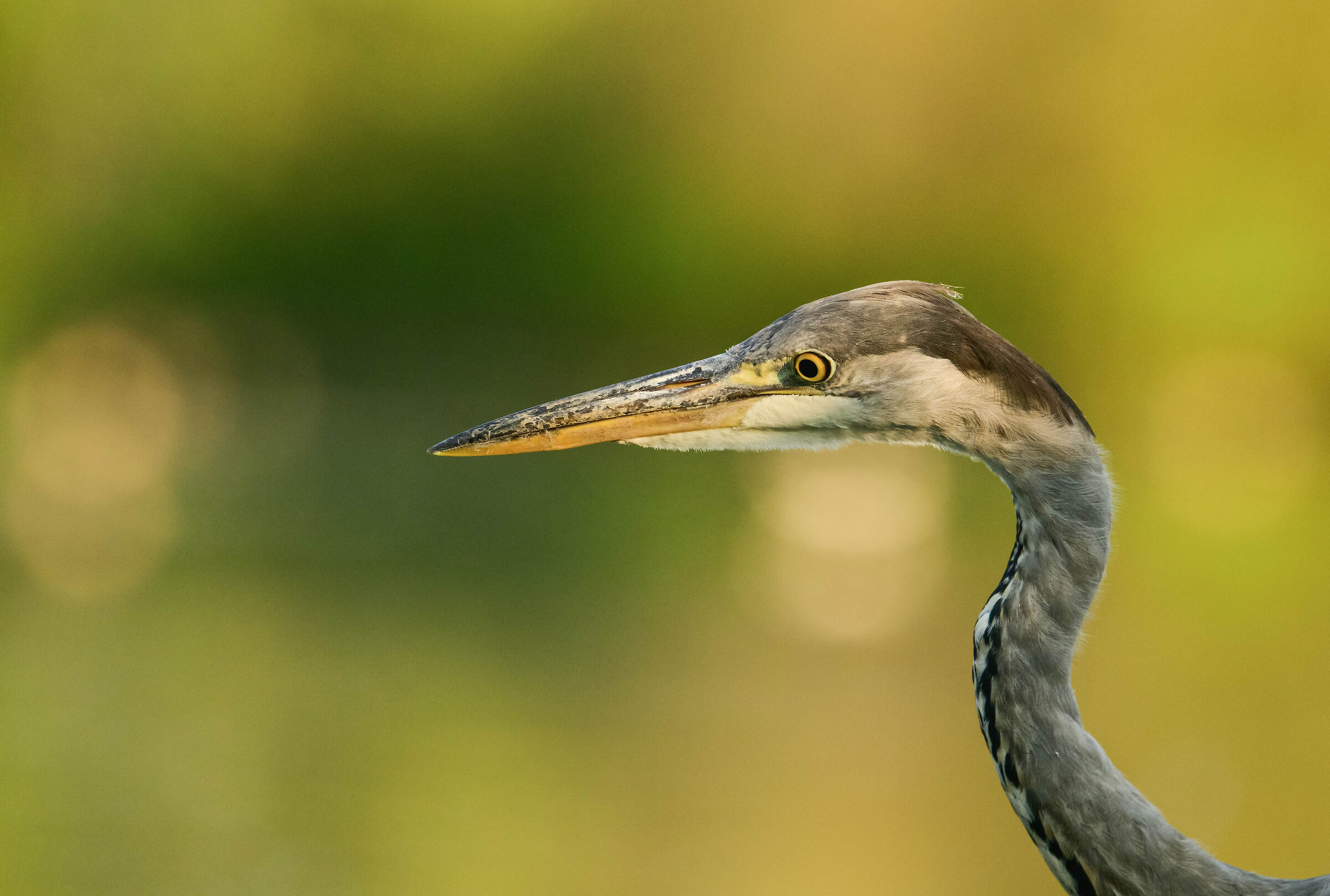 Portrait of a Grey Heron