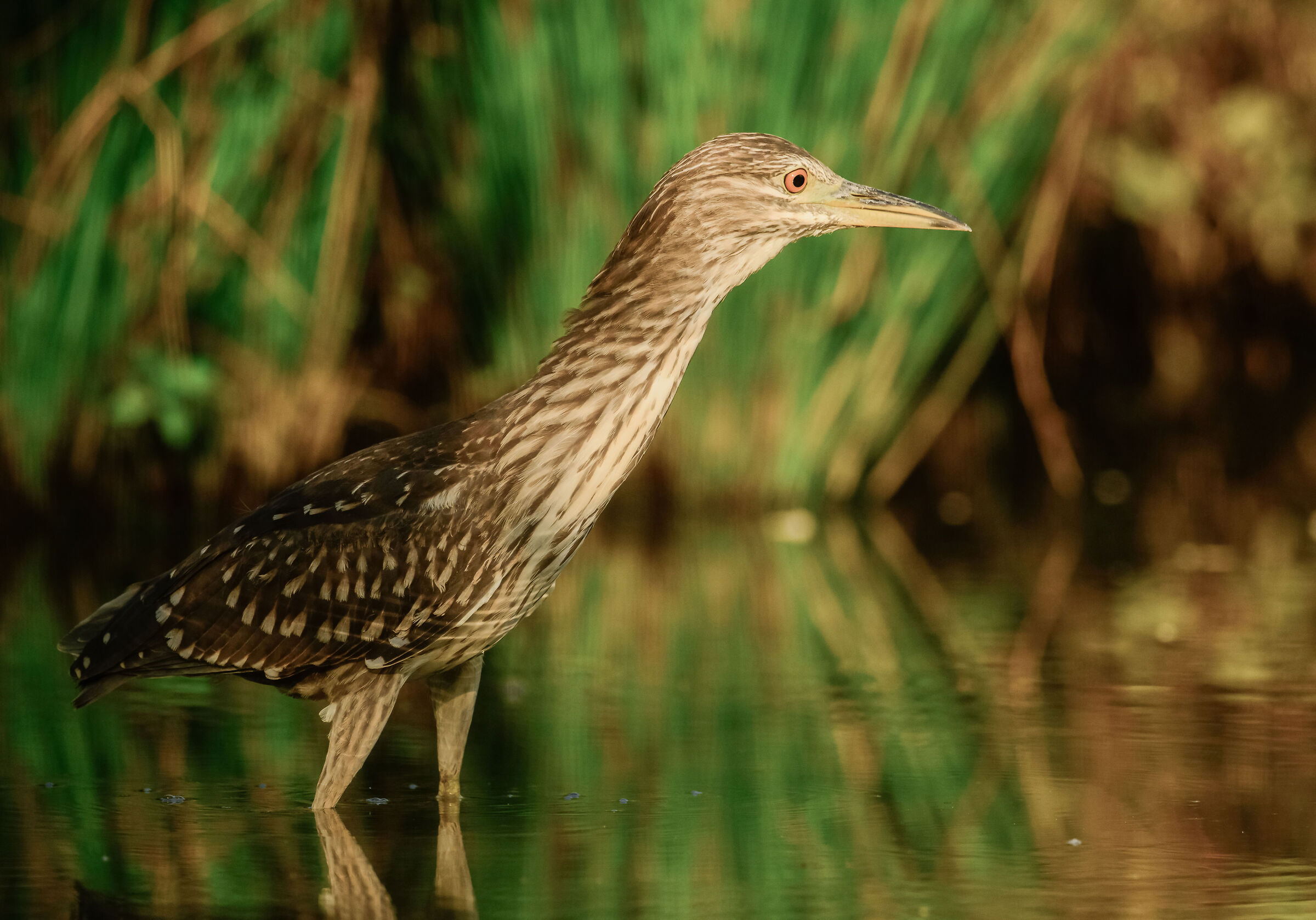 Young night heron