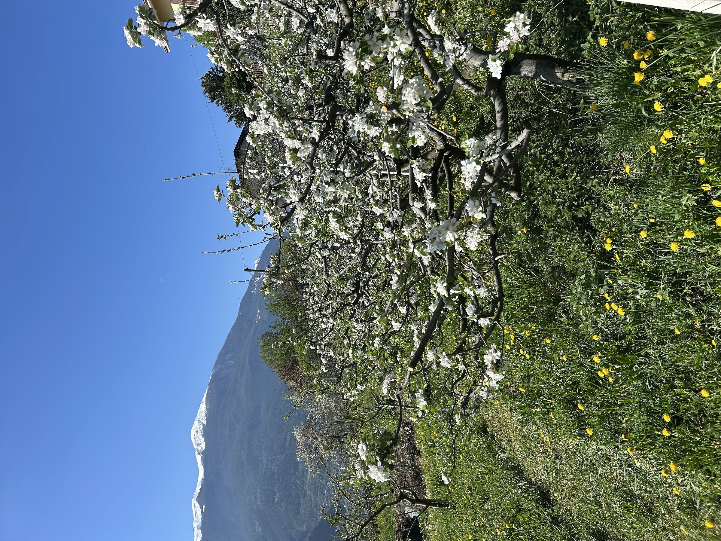 Apple trees in bloom