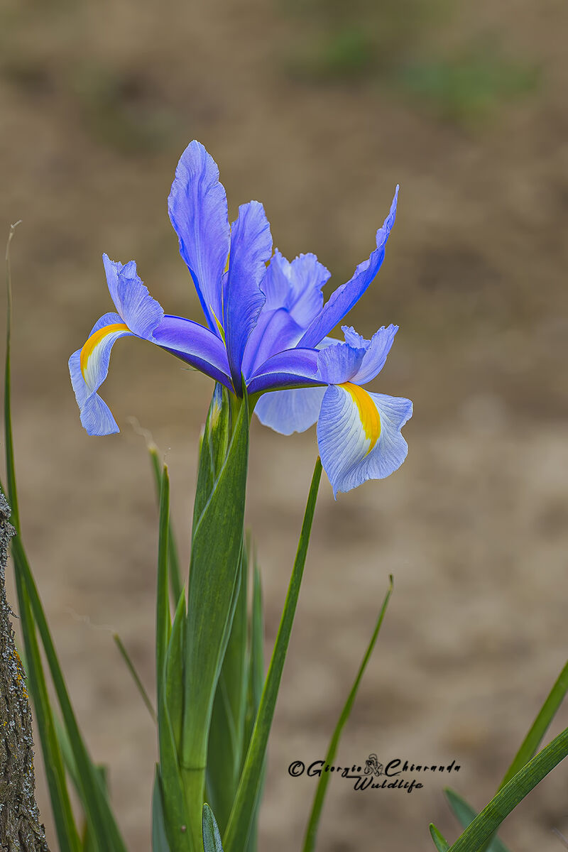Iris xiphium (English iris)