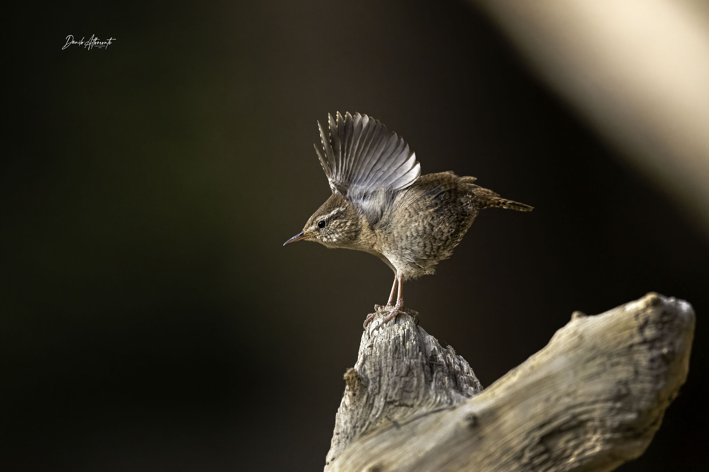 Wren
