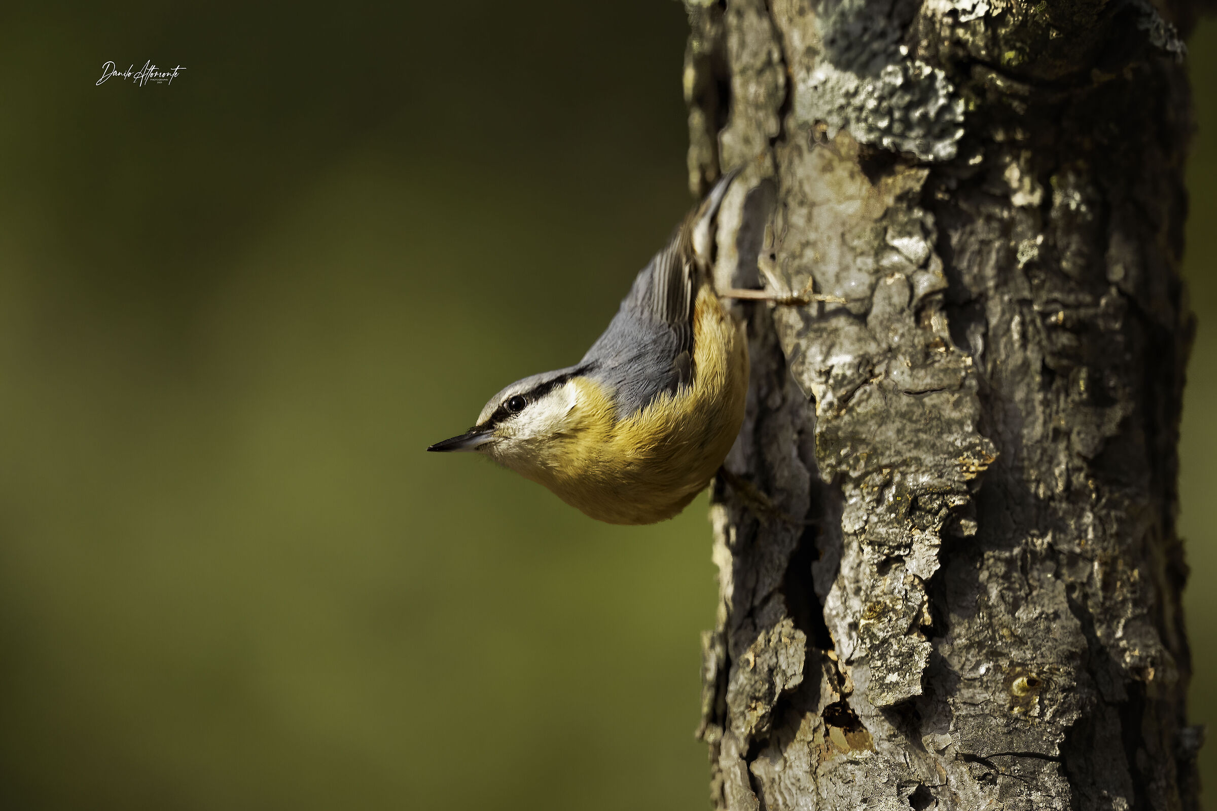 Nuthatch