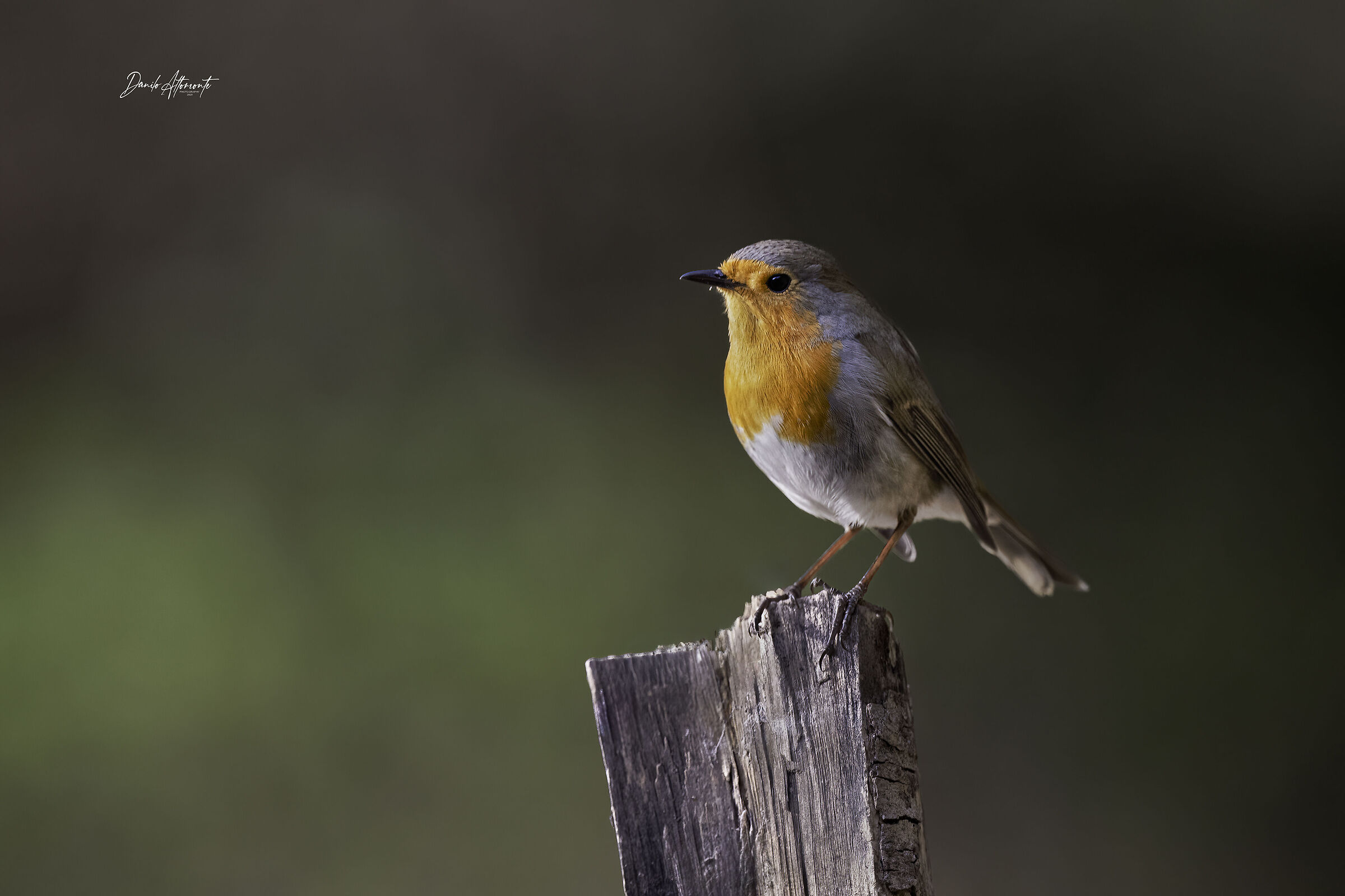 Robin