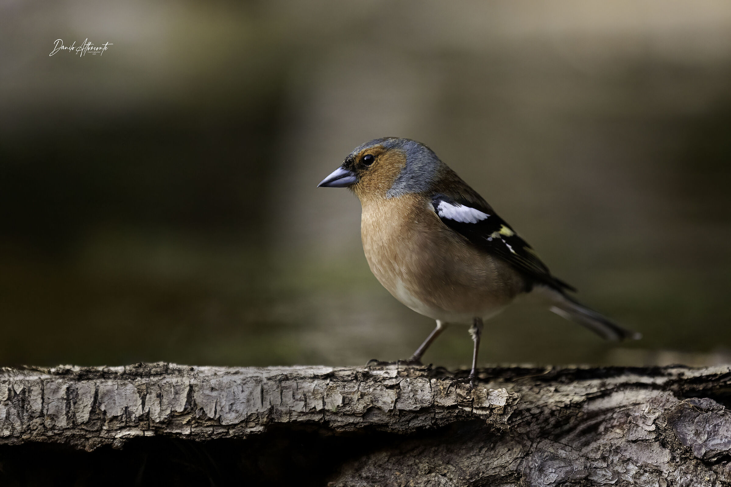 Finch