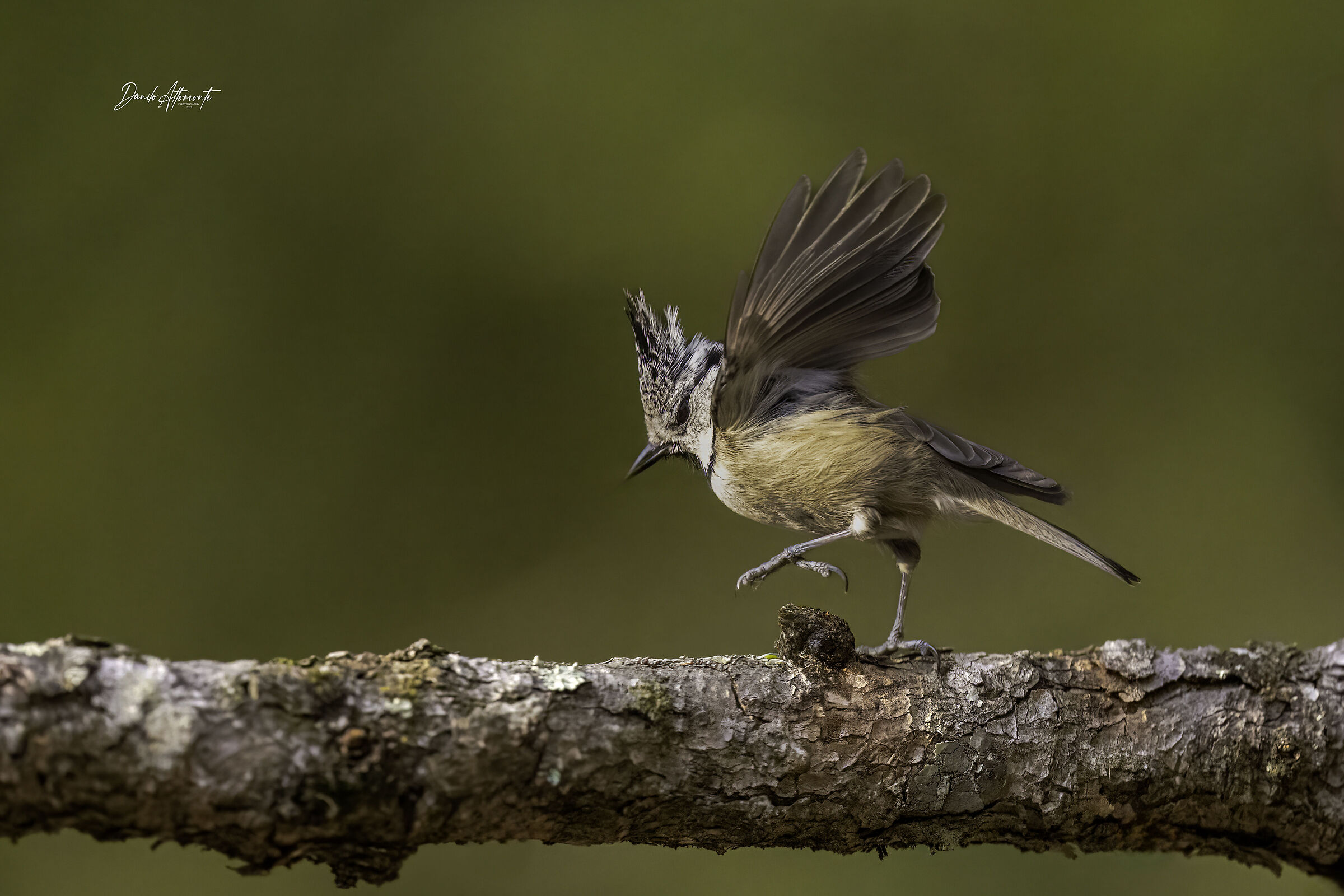 Tufted