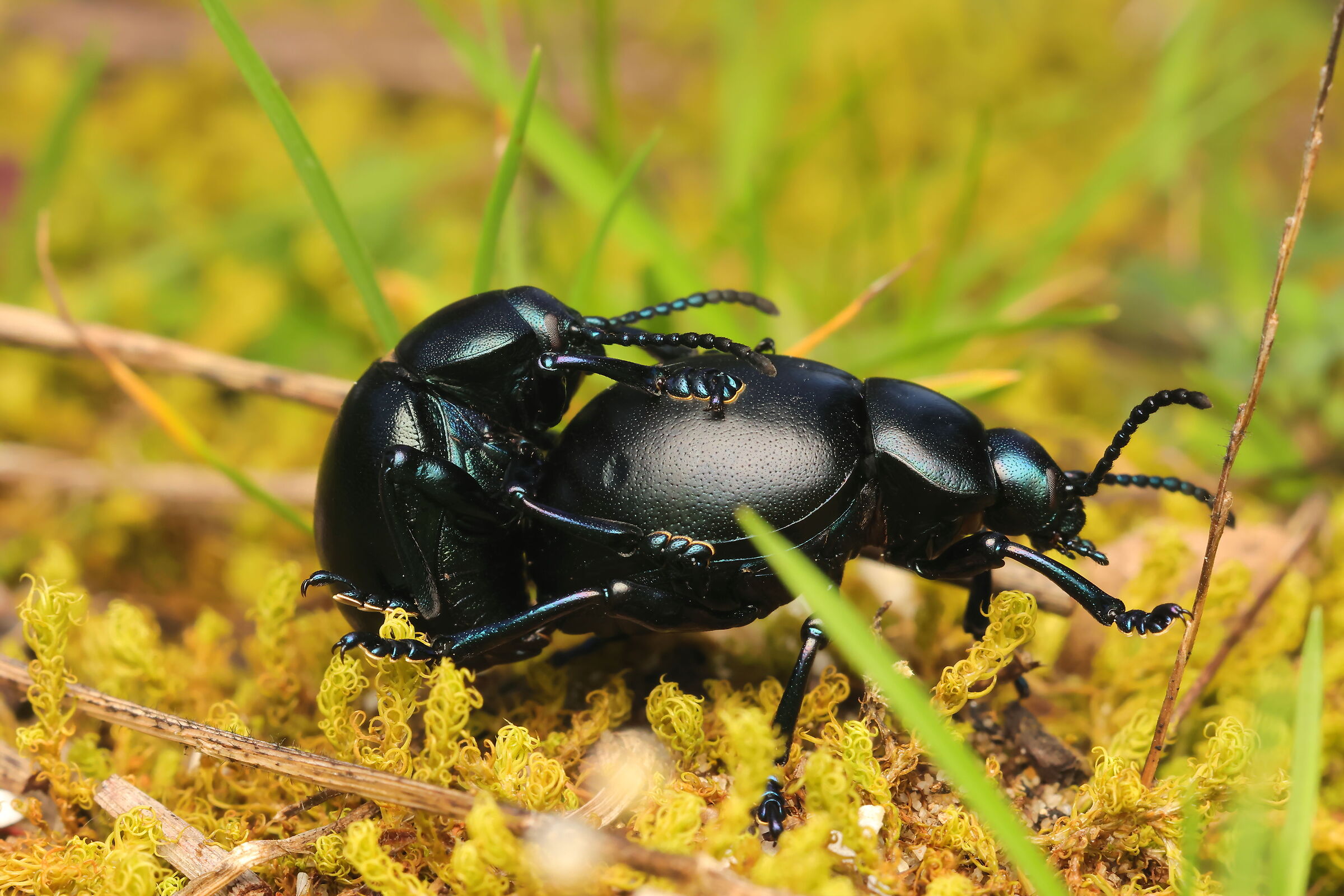 Timarcha tenebricosa