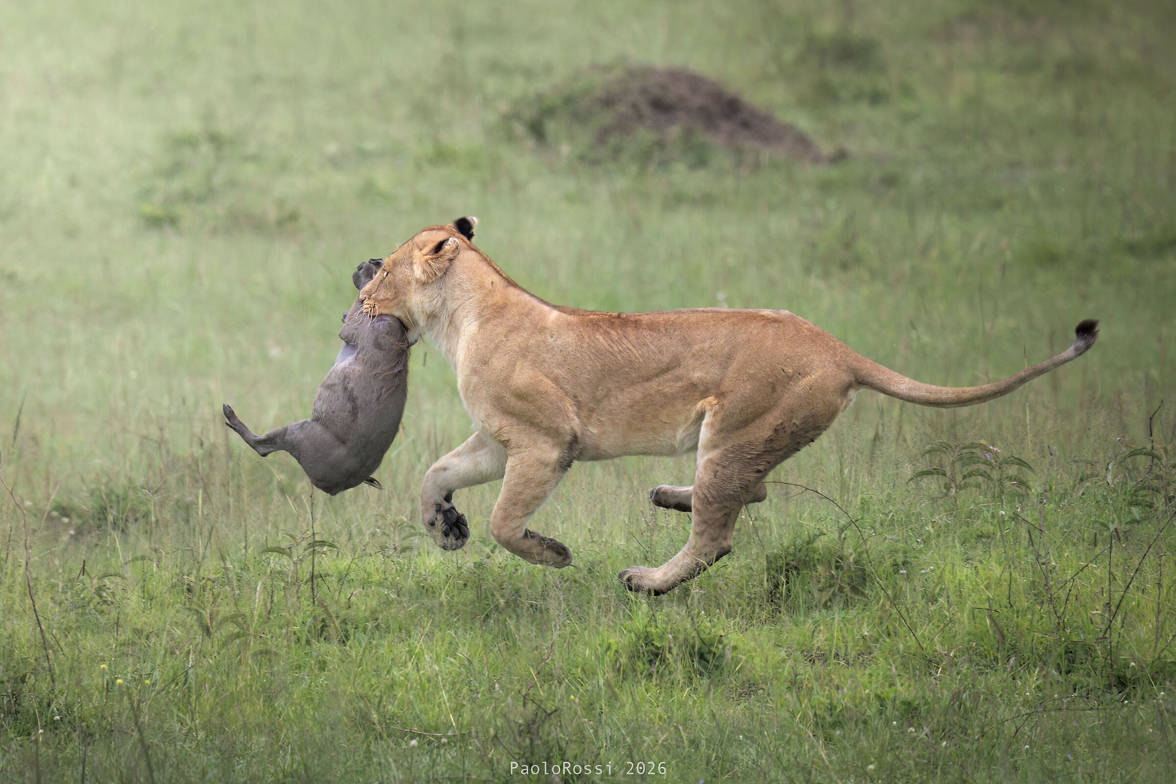 Lioness with prey.