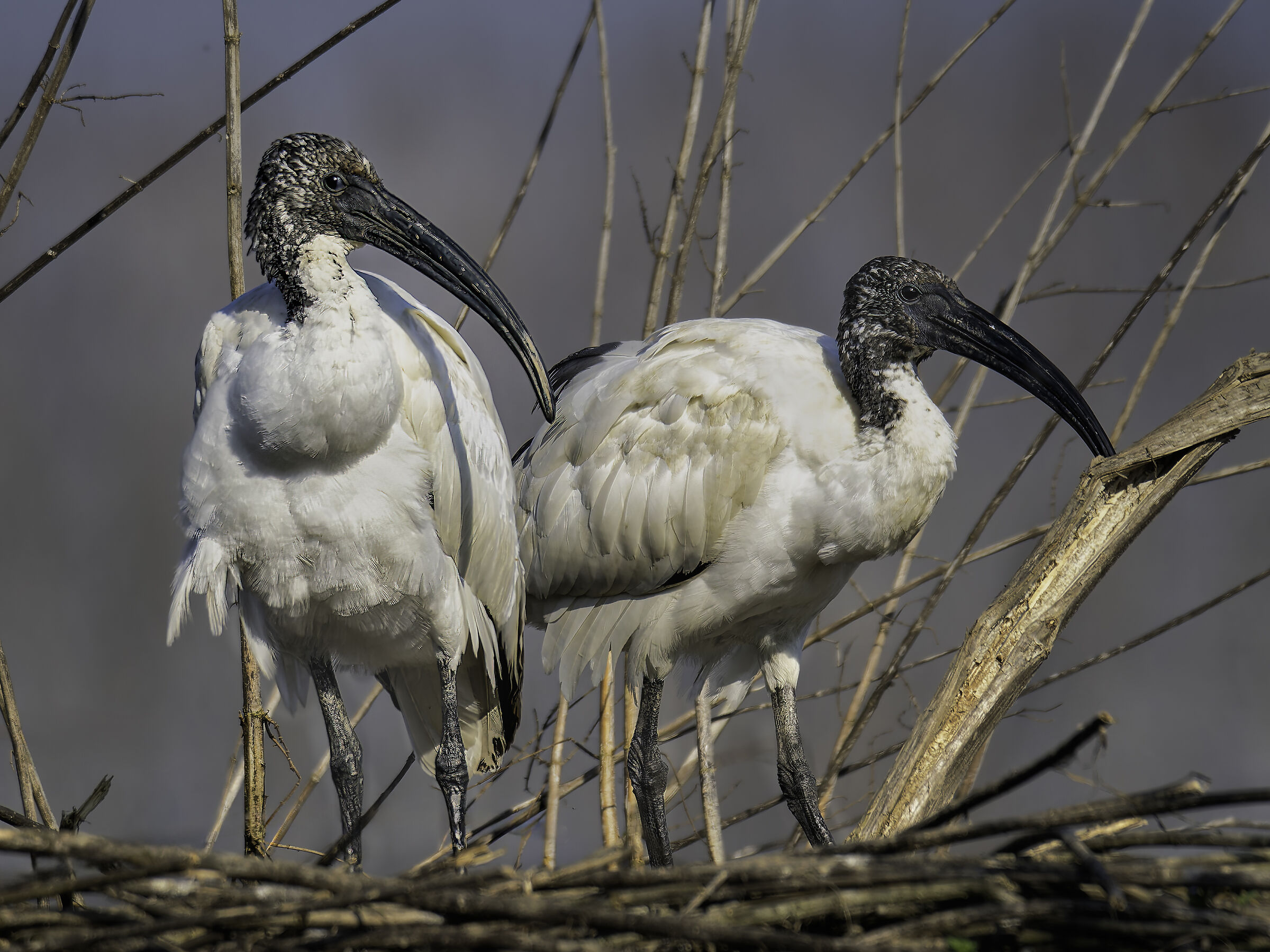Ibis sacro
