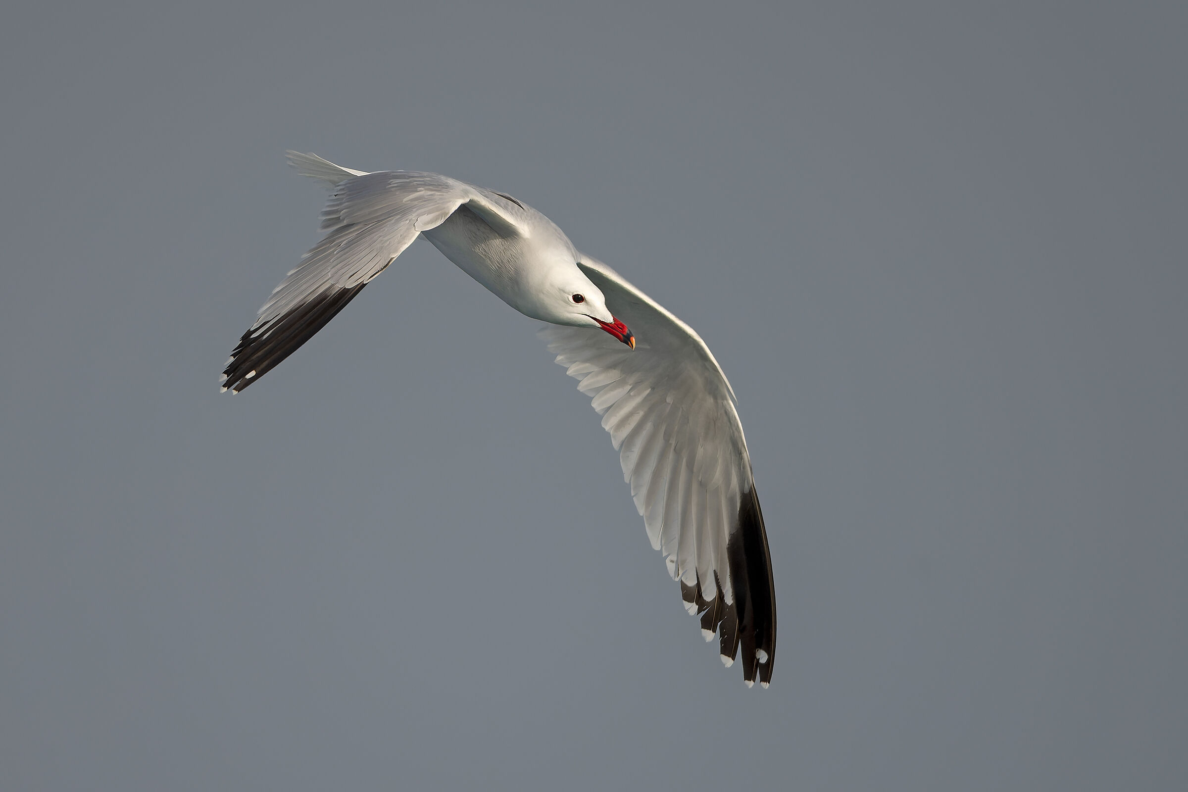 Audouin's Gull