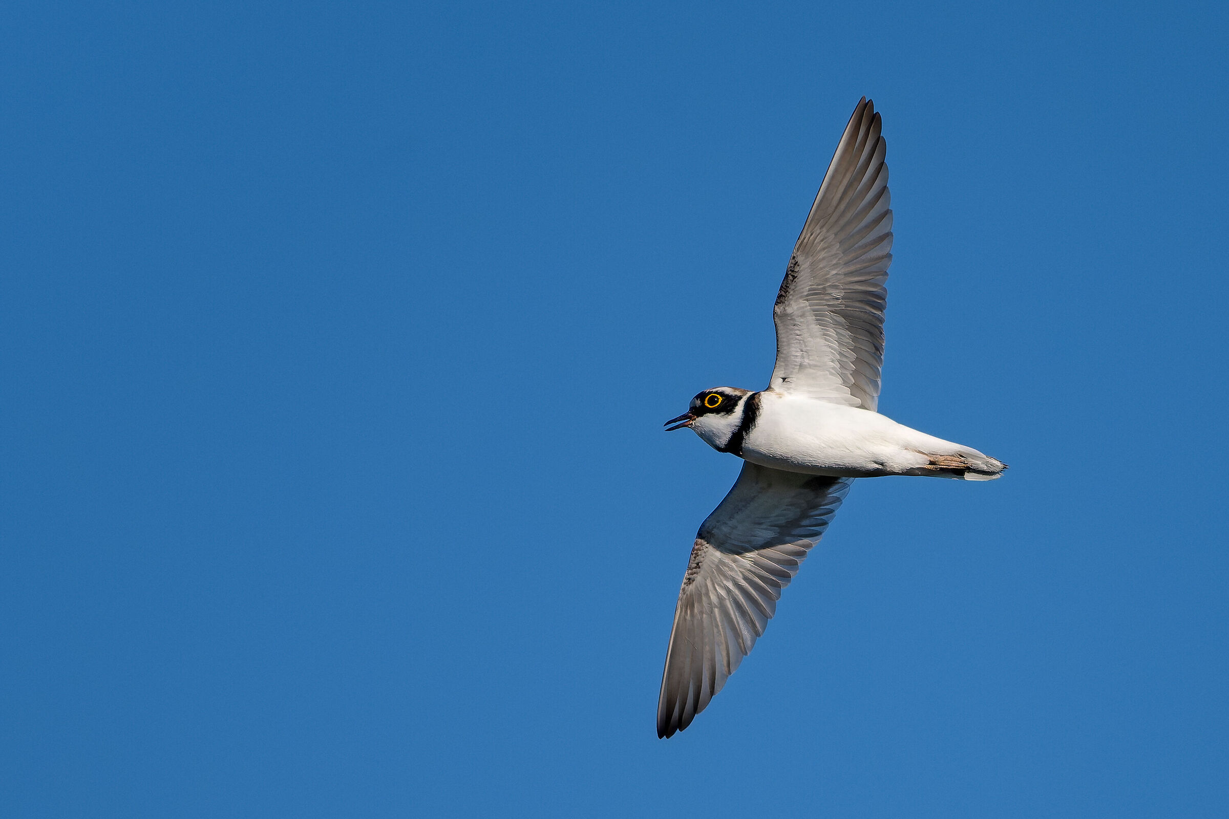 The courtship of the Little Courier