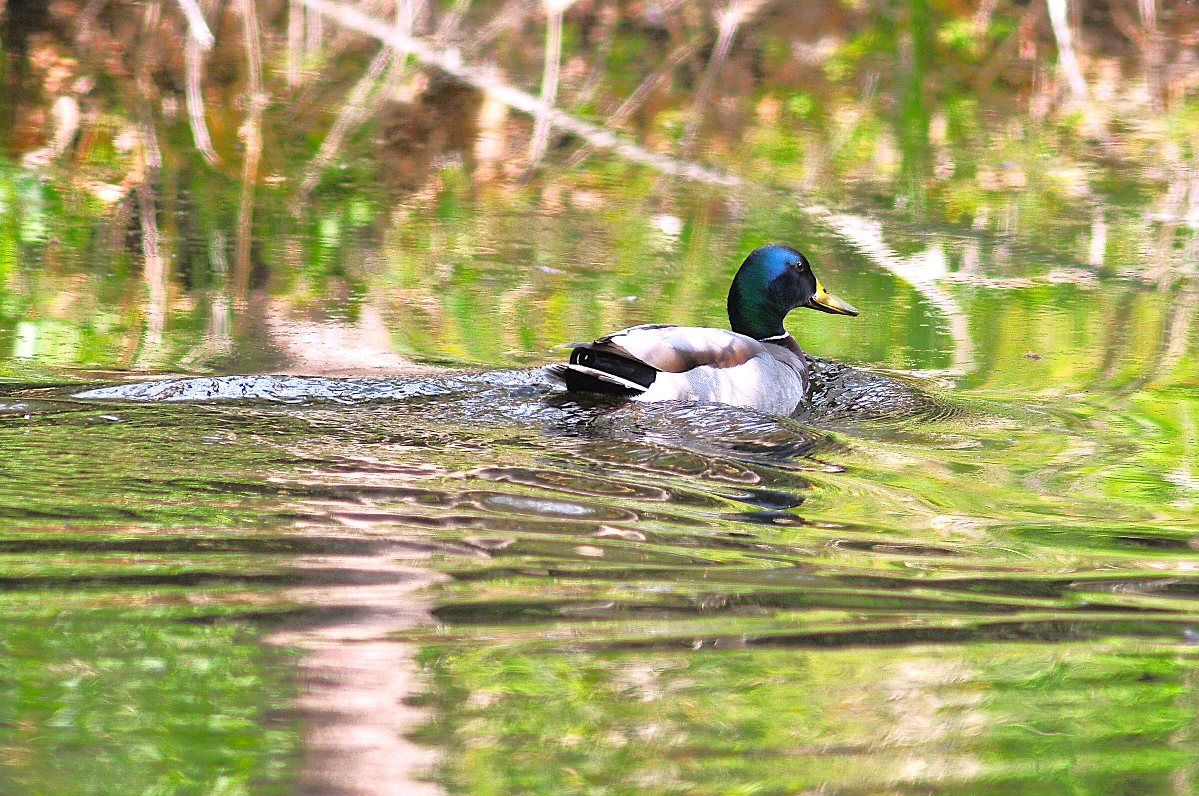 Mallard