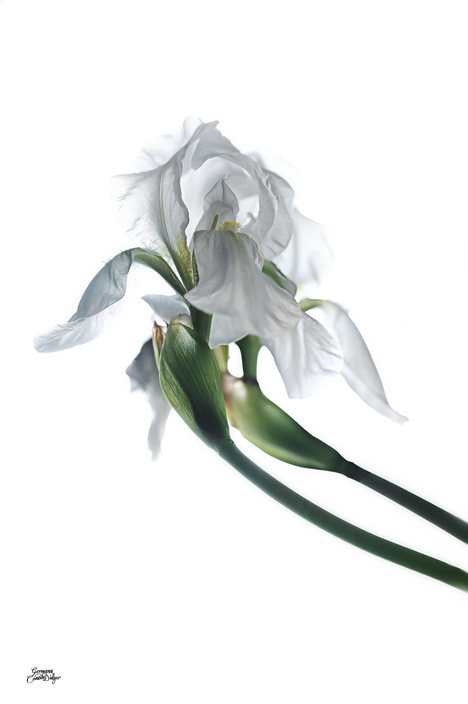 White Iris detail