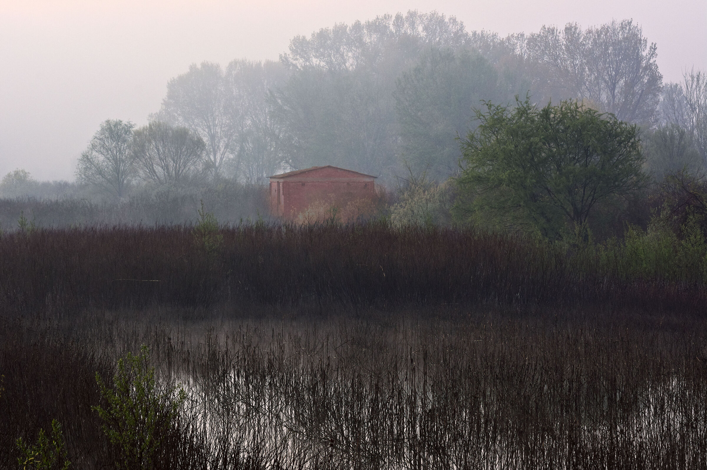 The soft morning light